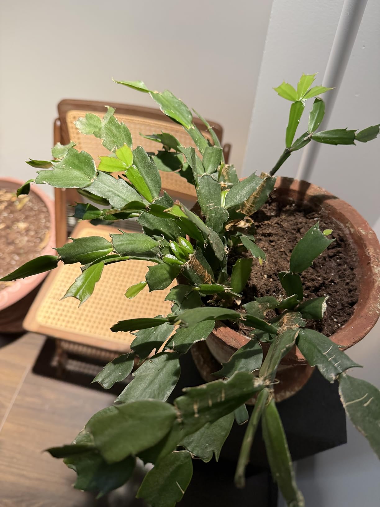 HMVPL White Grow Lights for Indoor Plants Full Spectrum,Tall Plant Light for Indoor Growing with 20W COB Plant Light Bulb,4/8/12H Timer,Led Growth Floor Lamp for Large Plant Seedling(6 Level Height) customer photo 2