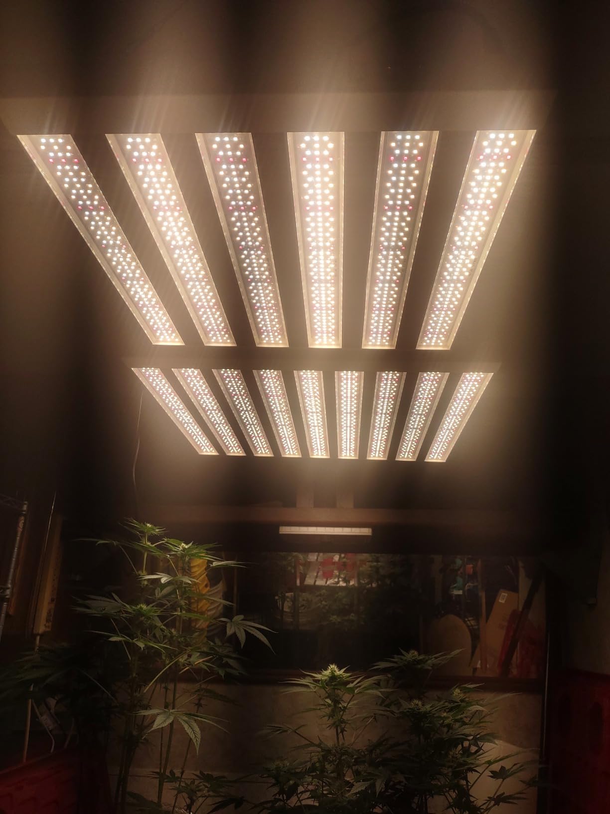 SPF2000 PRO 200W LED Grow Light 3x3ft Coverage with Veg & Bloom Dimmer Timer Full Spectrum Grow Lamps for Indoor Plants Seeding Flowering LED Plant Light Fixture customer photo 2