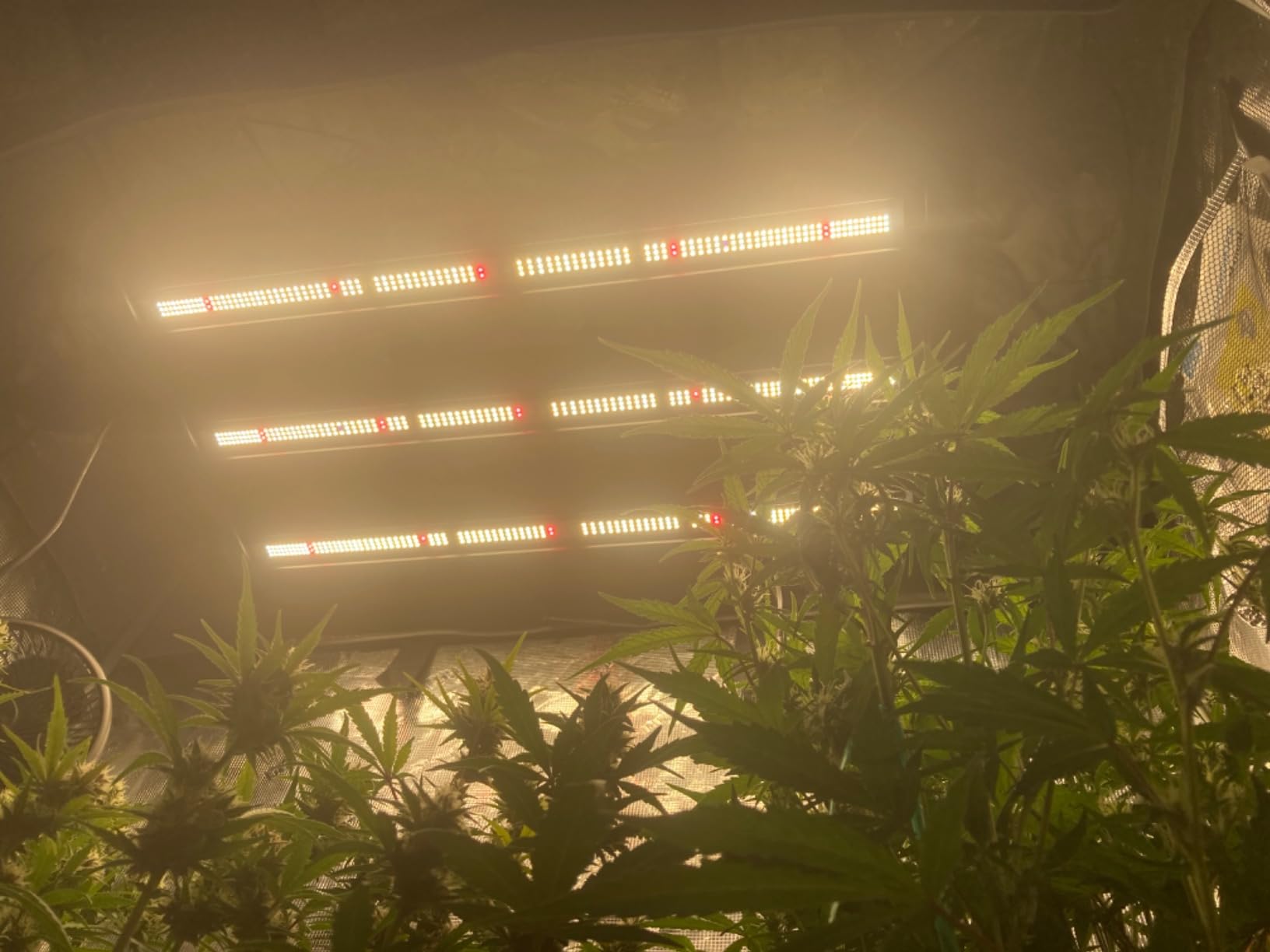 AC Infinity IONFRAME EVO3, 280W Samsung EVO Bar LED Grow Light 2x4 customer photo 1