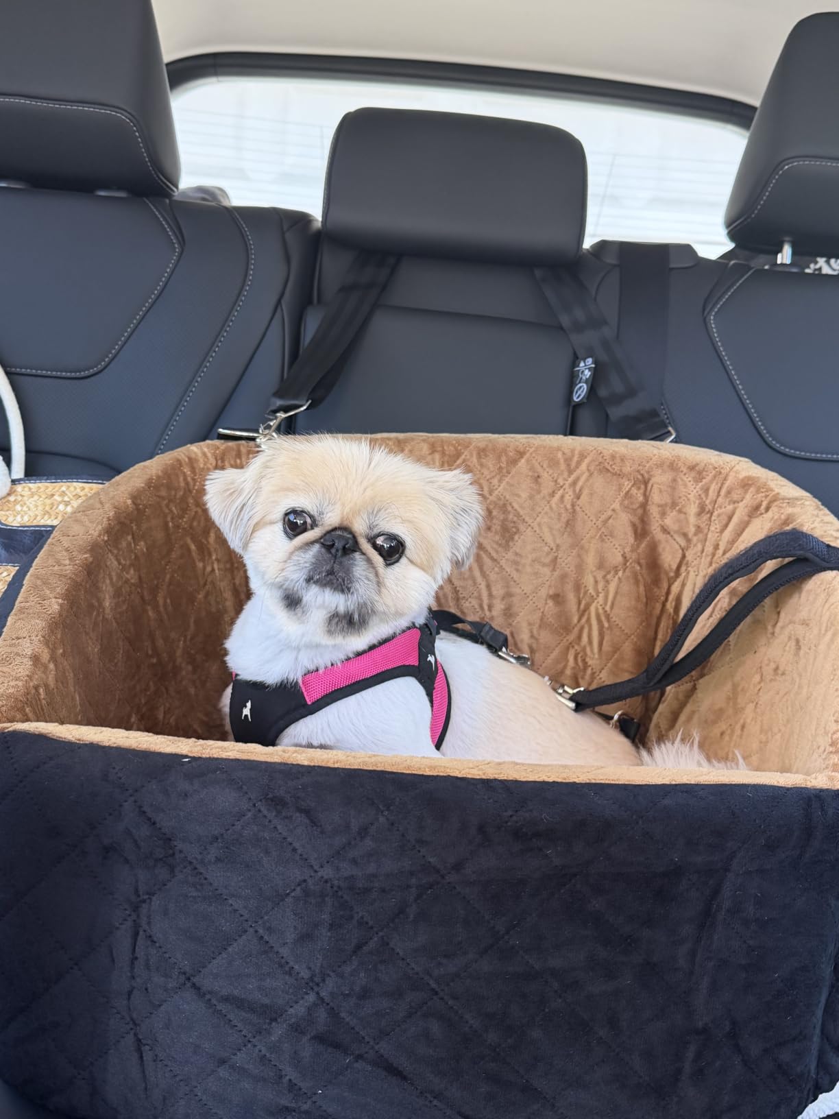 NEEZUKAR Dog Car Seat for Small Dogs,Detachable Washable Dog Booster Seat Under 30lbs, Pet Car Seat Travel Bed with Storage Pockets and Dog Safety Belt (Black/Grey) customer photo 2