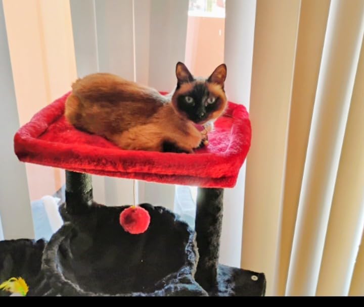 Hey-brother Cat Tree Tower with Large Bed, Hammocks, Scratcher, MPJ006SW customer photo 2