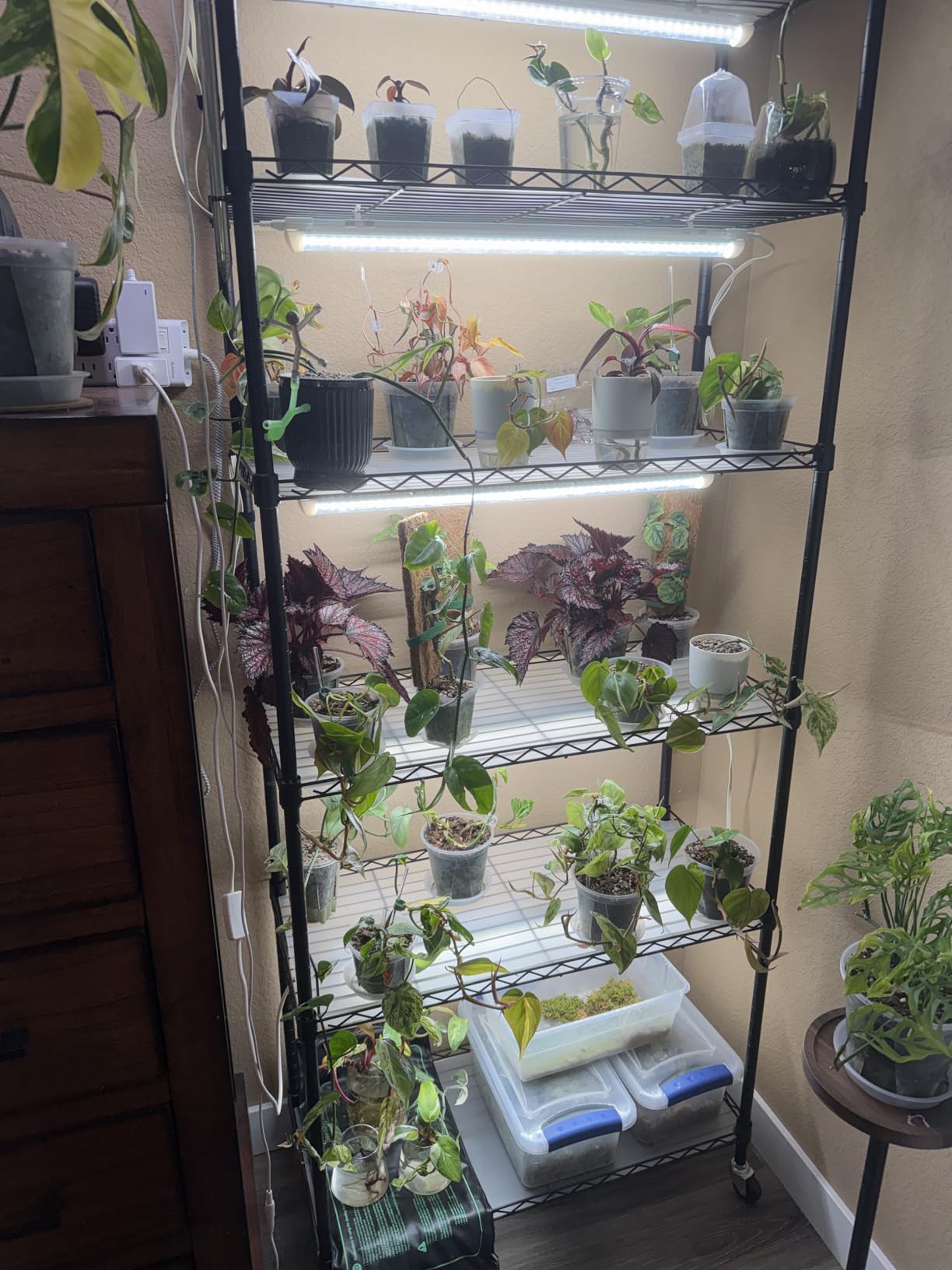 Barrina CX2 Plant Stand with Grow Lights, 6-Tier, 150W, 29.5x13.8x71IN customer photo 2