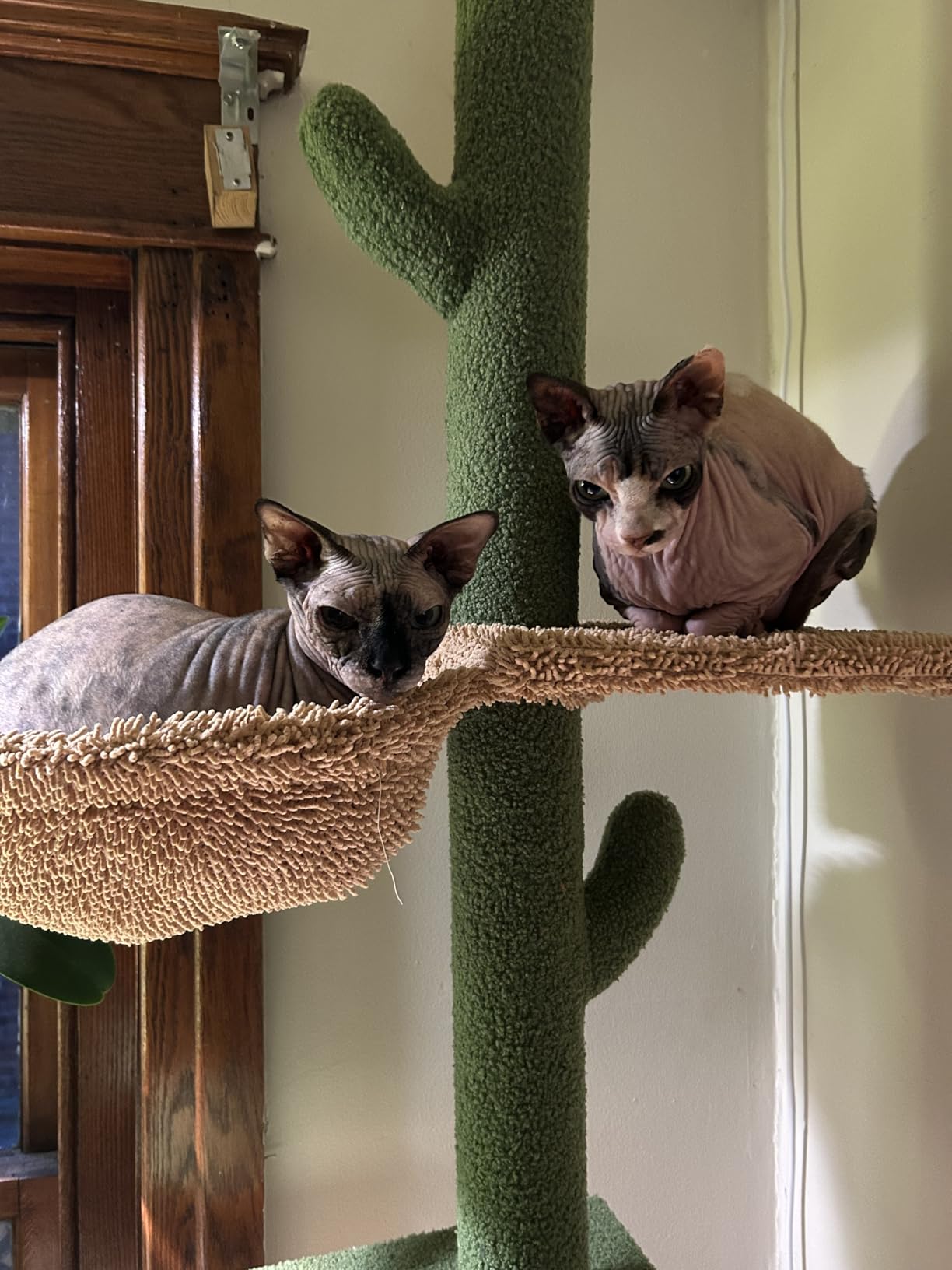 PAWZ Road Cactus Floor-to-Ceiling Cat Tree 5-Tier Cat Tower with Hammock customer photo 2