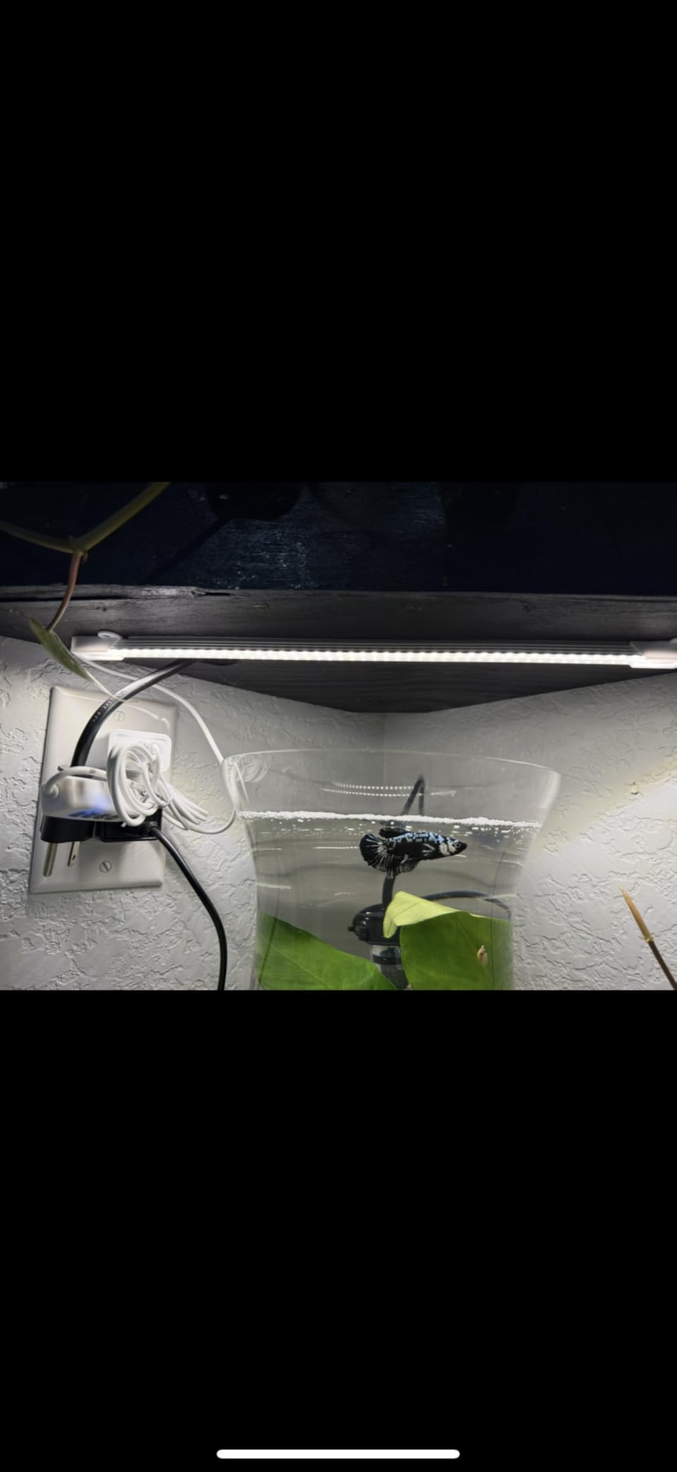 Hywyimlait LED Grow Light Strips for Indoor Plants Full Spectrum 3500K, 96 LEDs Plant Light Bar with 3/9/12H Timer, 10 Dimmable Levels for Seedling Succulent and Shelf, 13 Inches, 1 Head 2 Pack customer photo 1