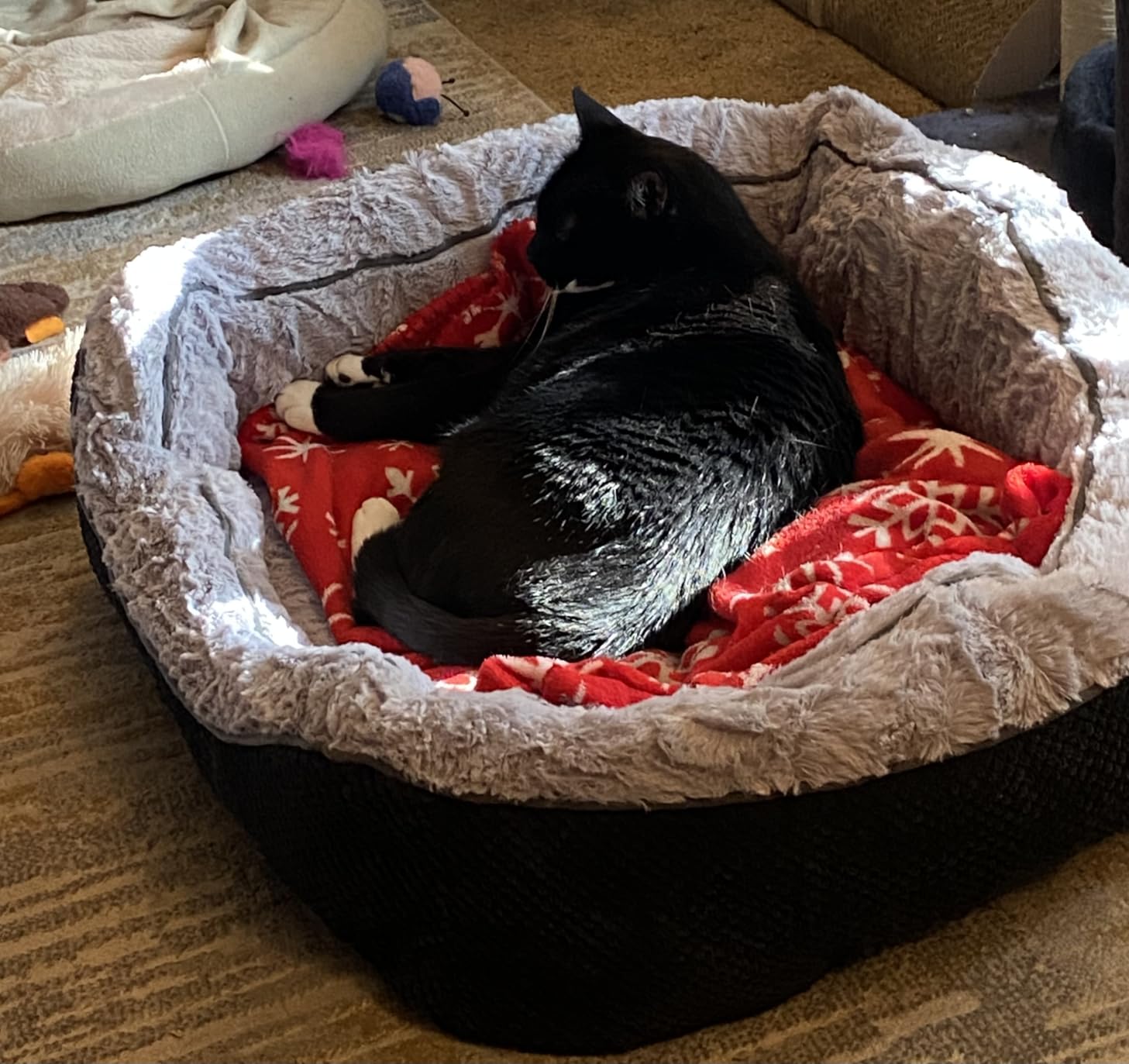 INVENHO Small Dog Bed for Small Dogs, Cat Beds for Indoor Cats Washable, Orthopedic Dog Bed, Warming Soft Calming Sleeping Puppy Bed Durable Pet Bed with Anti-Slip Bottom S(20