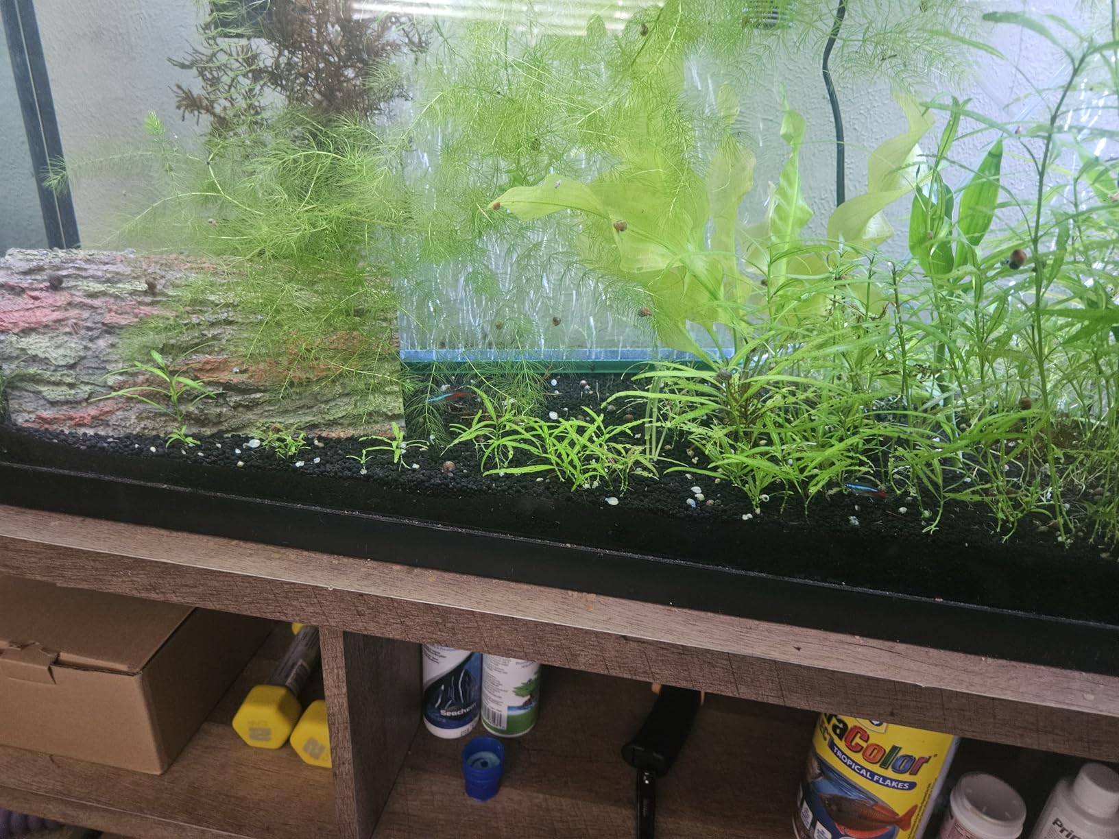 AQQA Aquarium Air Pump, 3W Powerful Dual Outlet Adjustable Oxygen Aerator customer photo 2