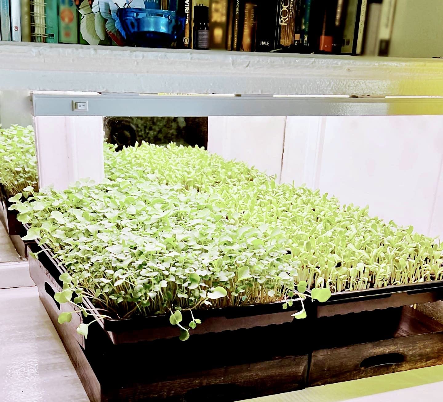 Barrina T5 Grow Lights, 5000K Full Spectrum Daylight White, 1FT, 8 Packs customer photo 2