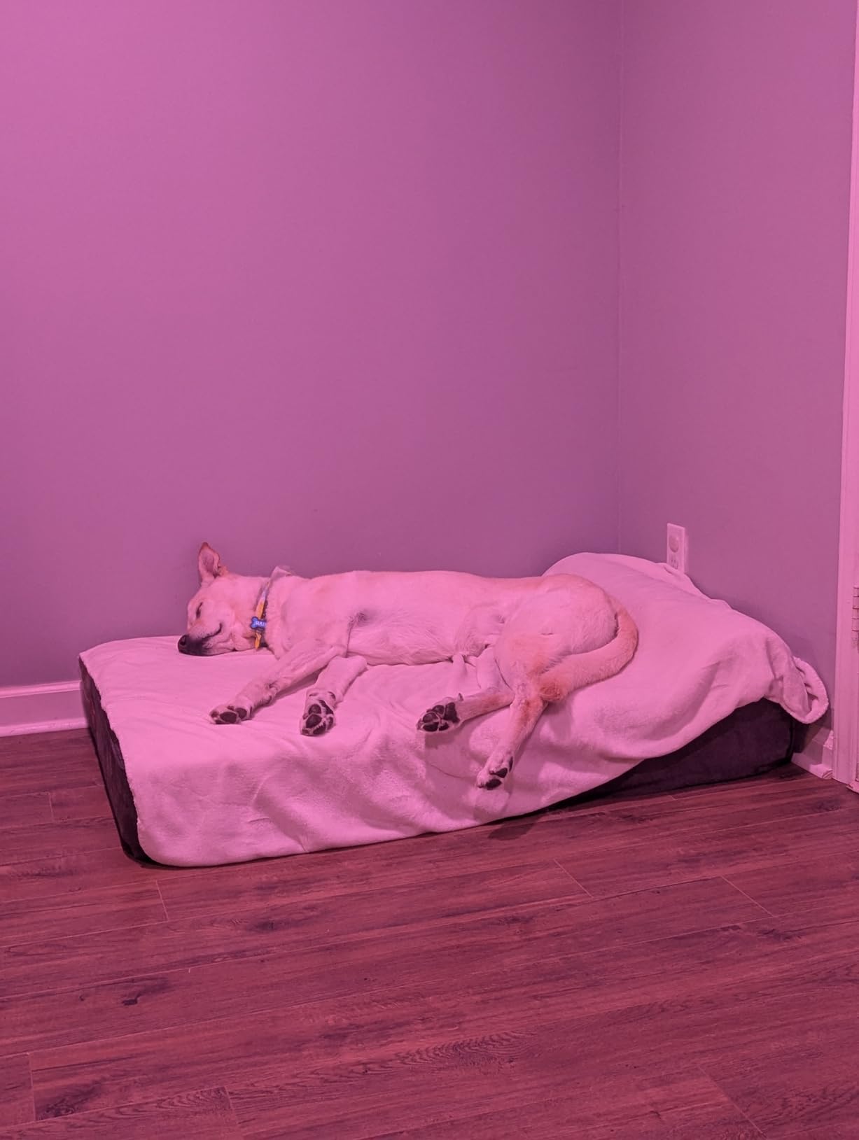 Rainmr Orthopedic Dog Beds for Large Dogs, 7