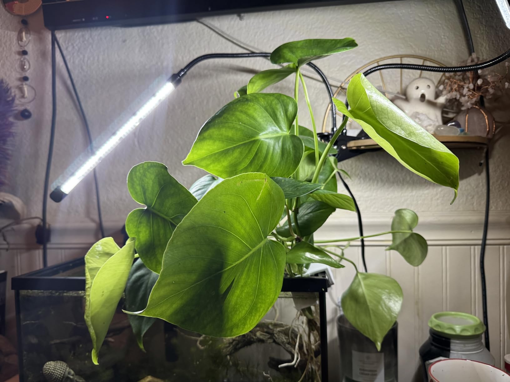 EWPJDK Grow Light 6500K Full Spectrum Plant Grow Lights 84 LED Plant Light with Clip Grow Lamp for Indoor Plants Growing Lamps(1PCS) customer photo 2