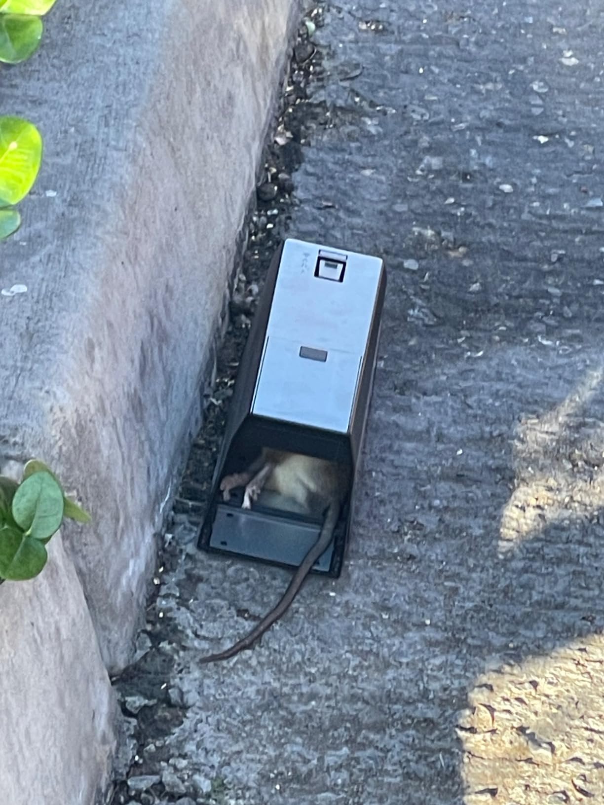 Victor Electronic Rat Trap, 2-Pack customer photo 1