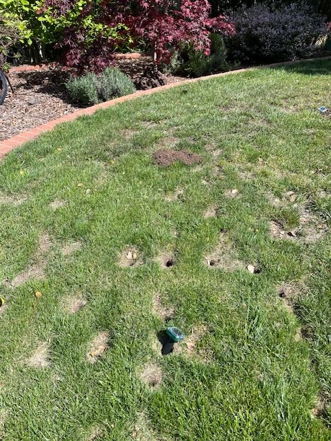 Mole Repellent Ultrasonic Solar Powered Animal Repellent for Outdoor Lawn Garden for Snakes, Moles, Gophers, Groundhogs, Voles and Other Burrowing Rodents (8 Pack) customer photo 2
