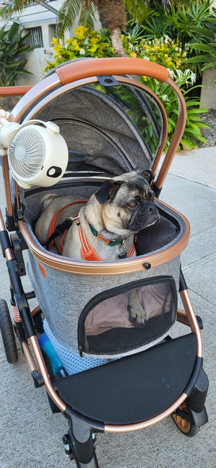 Bicystar Dog Stroller with Detachable Carrier, Rubber Wheels, 50 lbs, Grey customer photo 1