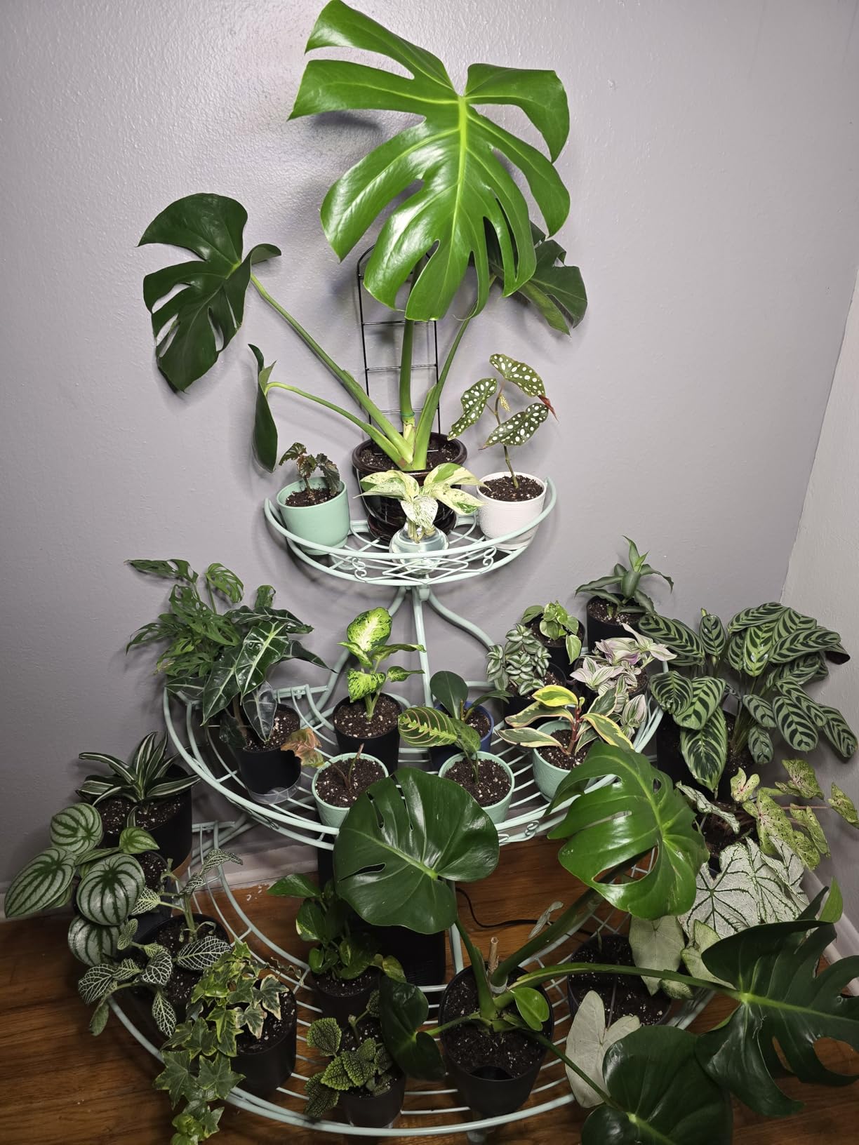 LBW Grow Light with Stand for Indoor Plants, Adjustable Height up to 68