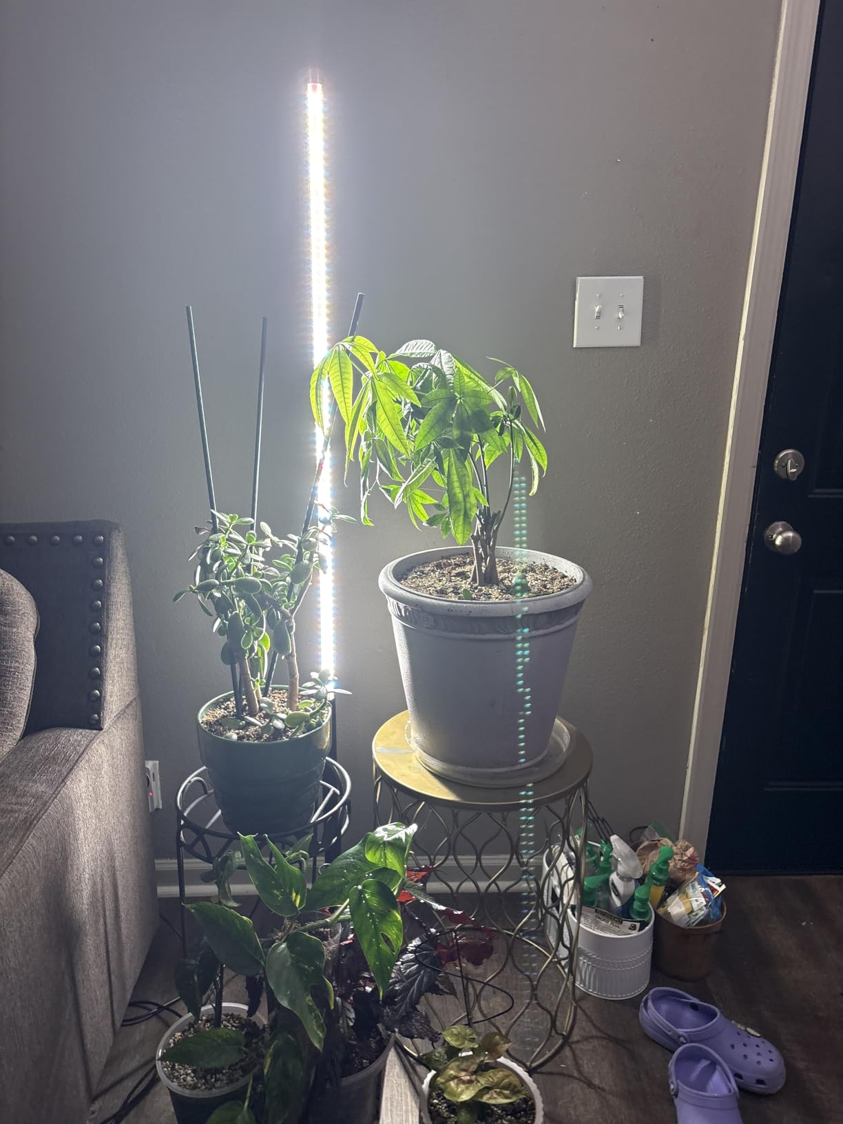 Barrina T10 Pro Vertical Grow Light, 42W, Full Spectrum, 4FT to 5.6FT customer photo 2