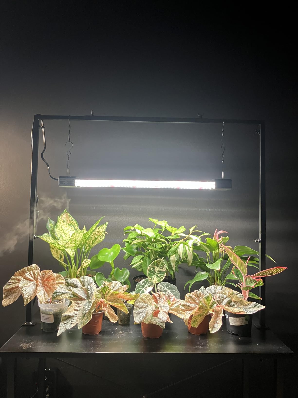 DYMOND BoostGro LED Seed Starter Grow Light Full Spectrum Linkable 5000k Daylight + 660nm Red + 450nm Blue Indoor Plant Lighting Fixture (2 FT, Black) customer photo 1