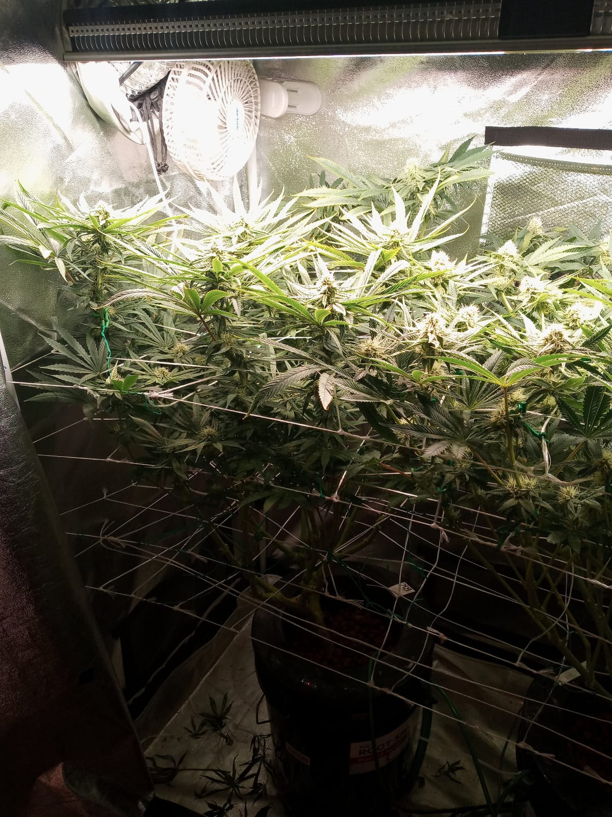 MARS HYDRO SP3000 Grow Light Dimmable Full Spectrum 2x4 customer photo 1