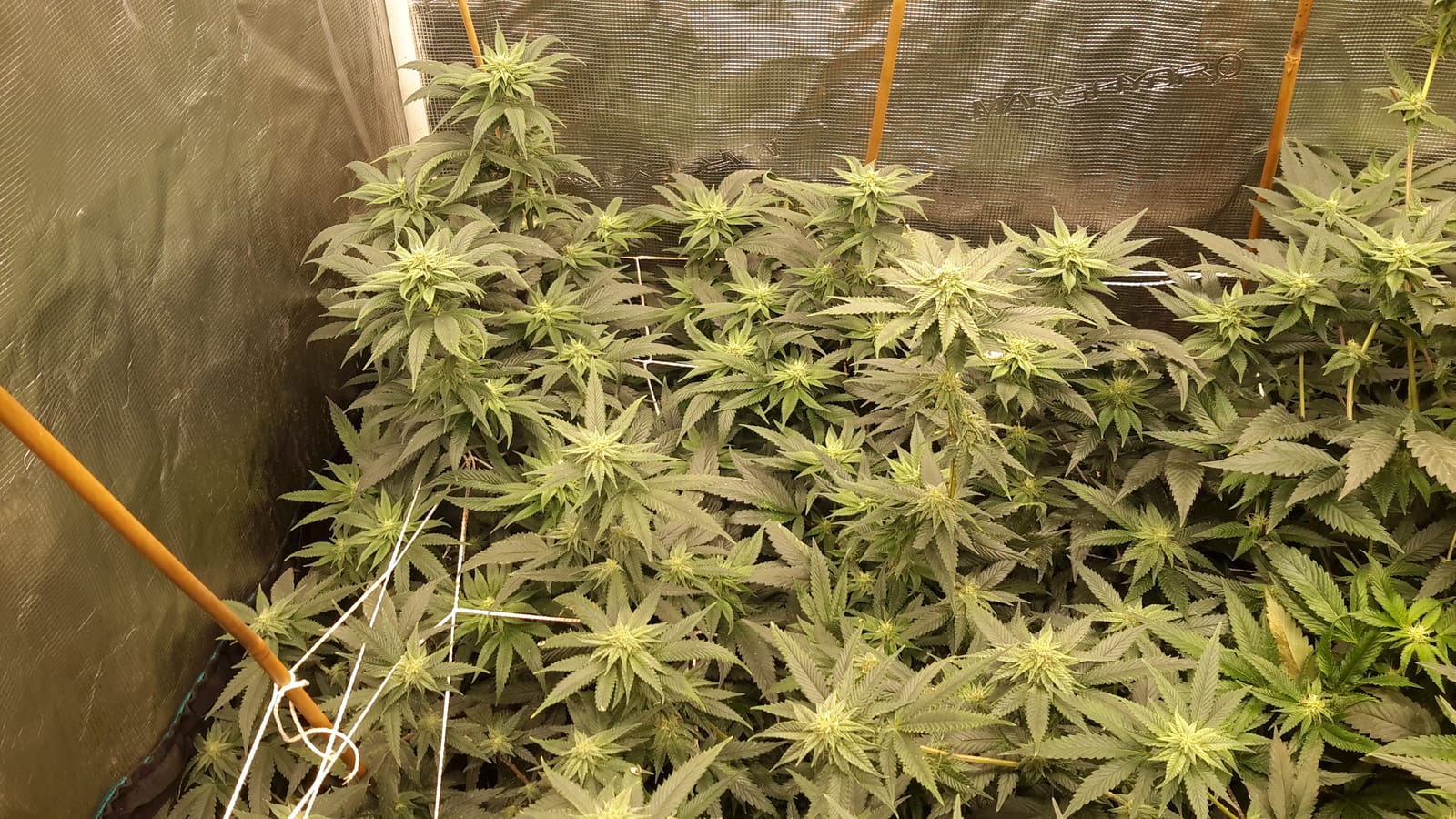 MARS HYDRO SP3000 Grow Light Dimmable Full Spectrum 2x4 customer photo 2