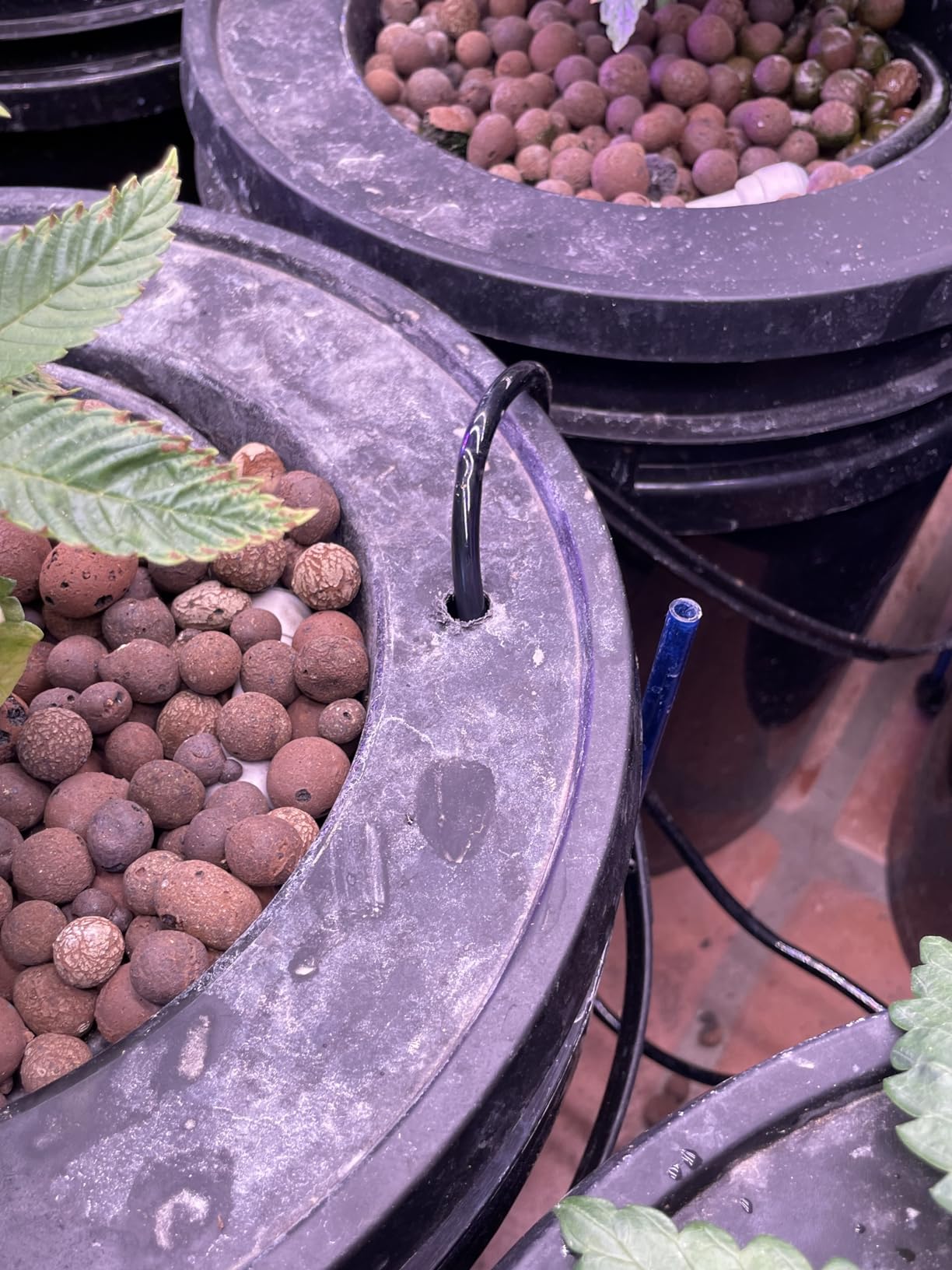 VIVOSUN DWC Hydroponics Grow System with Top Drip Kit 2 Buckets customer photo 1