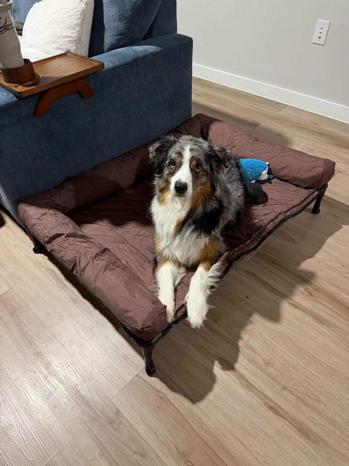 Veehoo Outdoor Elevated Dog Bed with Waterproof Bolster Cushion, Cooling customer photo 2