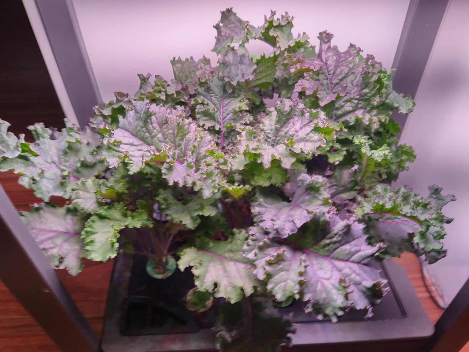 Aeroponics & Hydroponic Fertilizer, 4-3-6 NPK Formula, 32oz customer photo 1