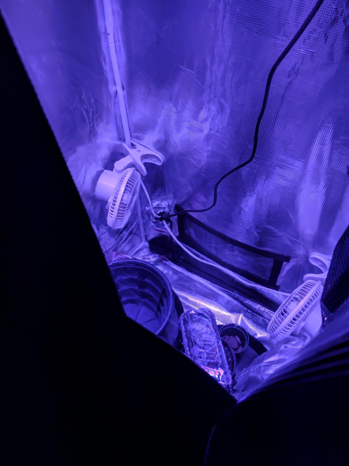 4x4 Fixed Height Indoor Grow Tent, 6'11
