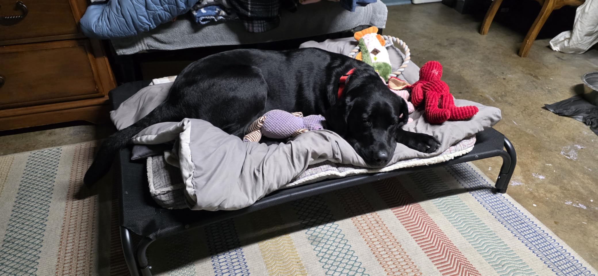 Czpalo Outdoor Elevated Dog Bed for Large Sized Dogs, No-Tool Assembly. customer photo 1