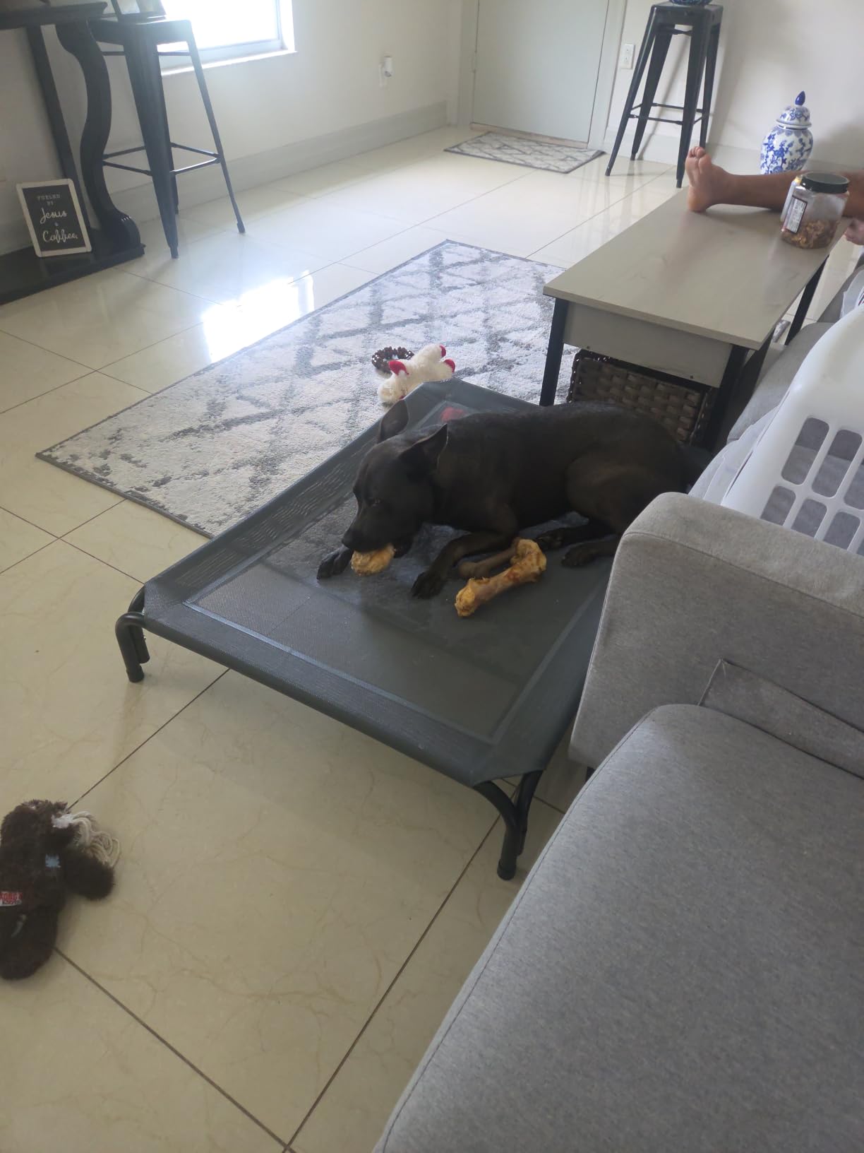 Czpalo Outdoor Elevated Dog Bed for Large Sized Dogs, No-Tool Assembly. customer photo 2