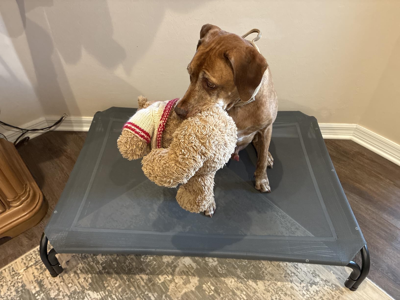 Elevated Dog Bed Raised Outdoor Dog Cot for Large Dogs, Installation Requires No Tools, Frame with Washable Cooling Breathable Mesh Anti-Slip Feet, Indoor Pet Bed, Black, 43.3 Inches customer photo 1