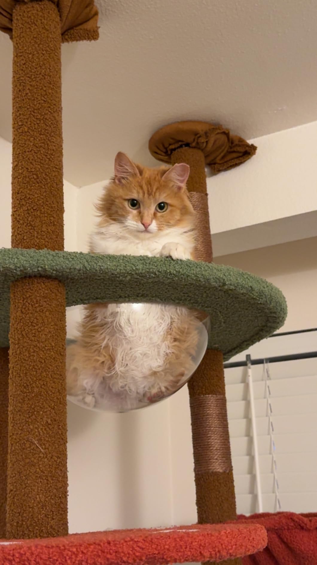 PEQULTI Floor to Ceiling Cat Tree Tower, Height Adjustable 230-252cm, Brown customer photo 2