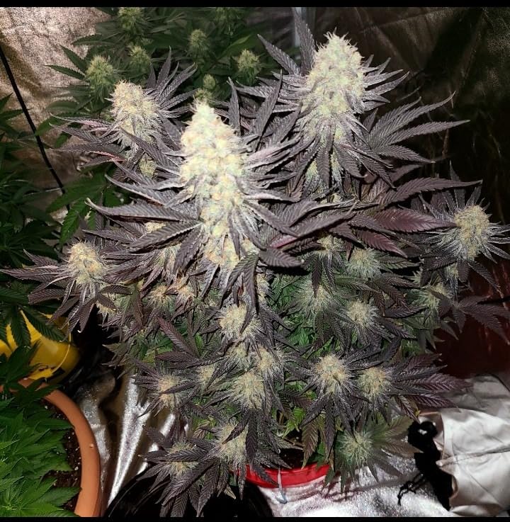SZHLUX 400W LED Grow Light 4×4ft Coverage with Double Switches, Full Spectrum Grow Light for Indoor Plants, Sunlight Plant Light 864 LEDs for Hydroponic Seedling Veg and Bloom Greenhouse customer photo 2