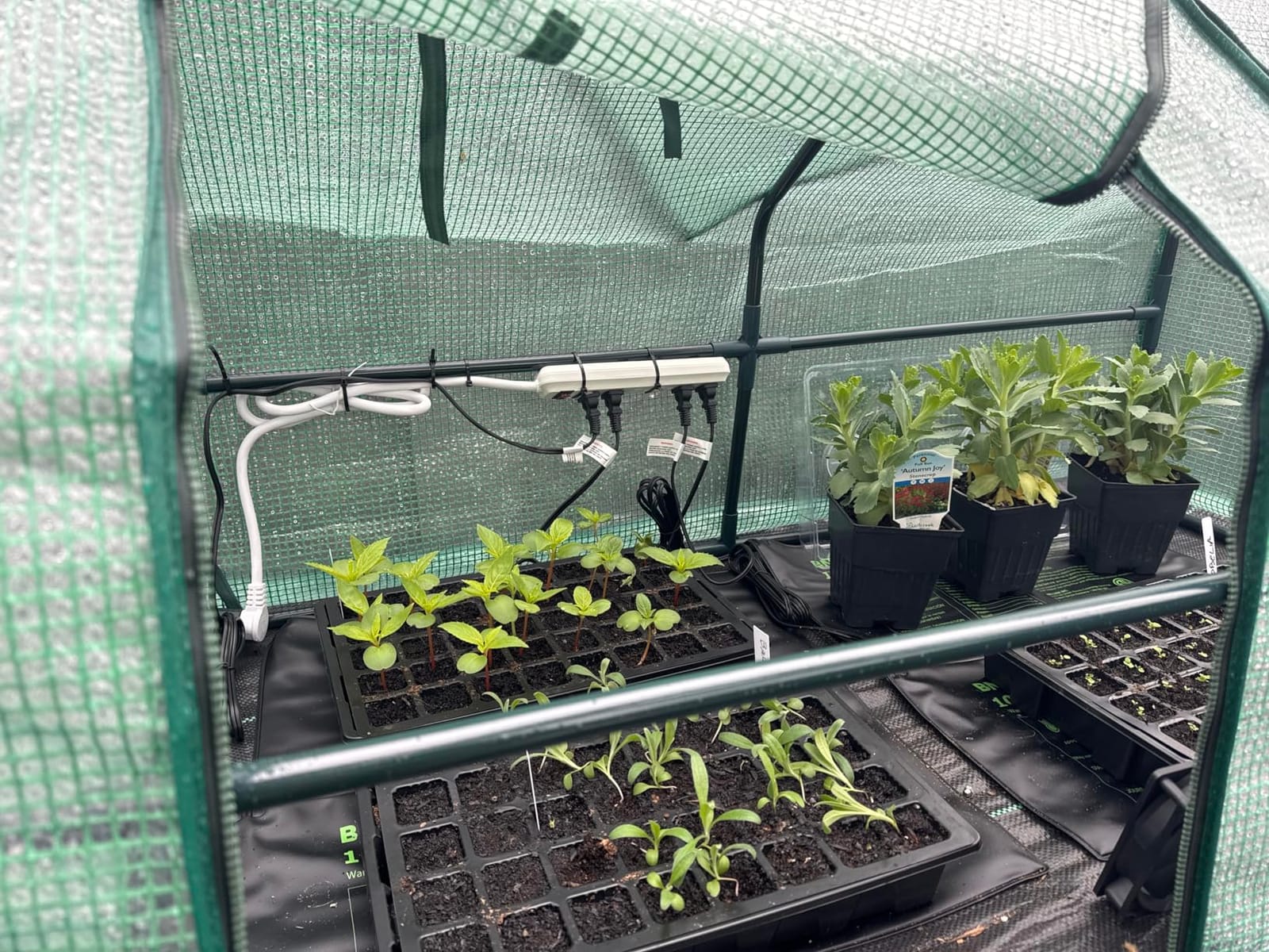 U'Artlines Portable Mini Greenhouse Small Green House 23x13x17 Inch customer photo 2