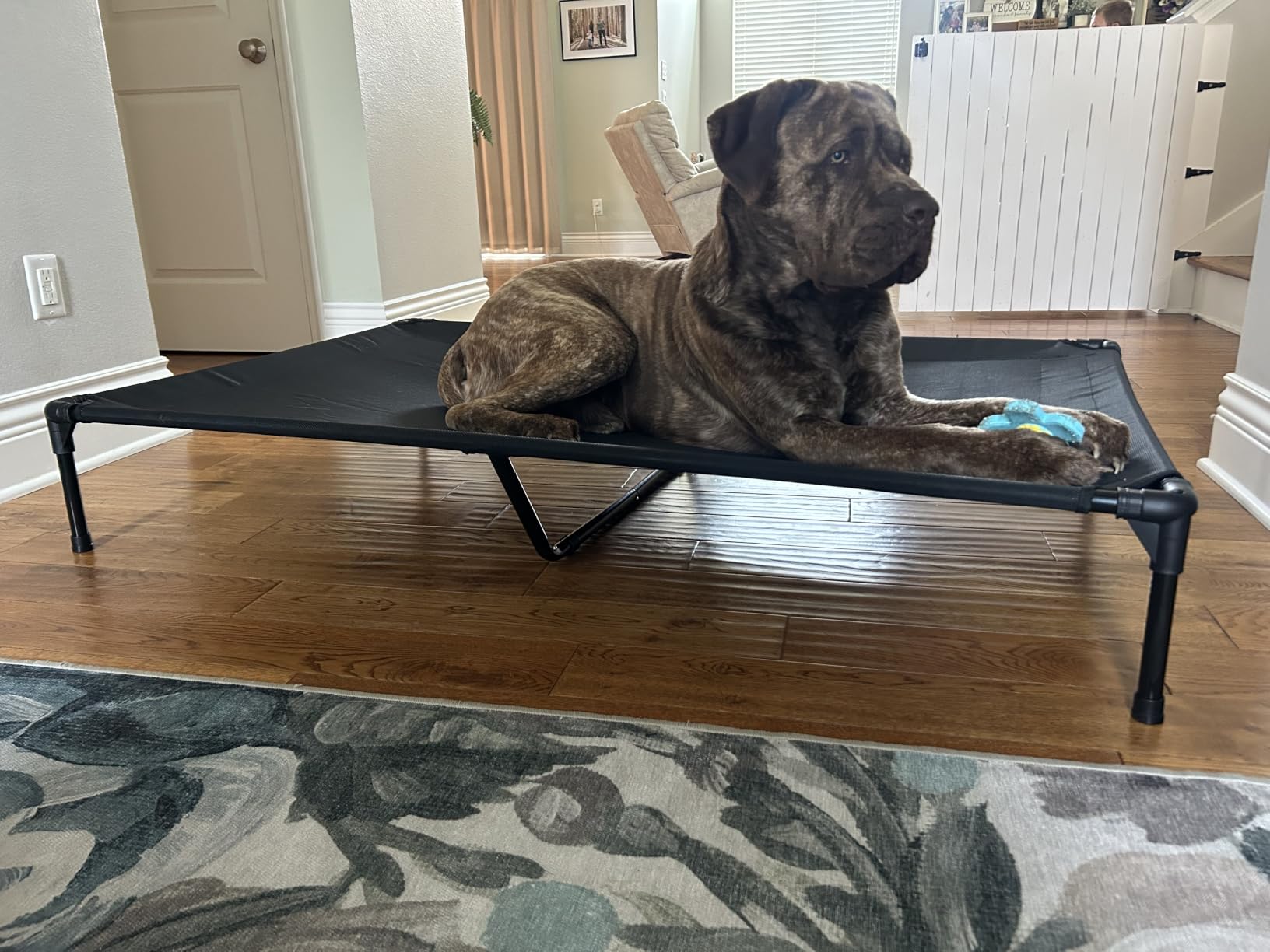 Elevated Dog Bed for Outdoor, XXL Raised Dog Cot Indestructible with Washable Mesh, Cooling Summer Pet Cot Chew Proof for Outside Camping Travel, 59