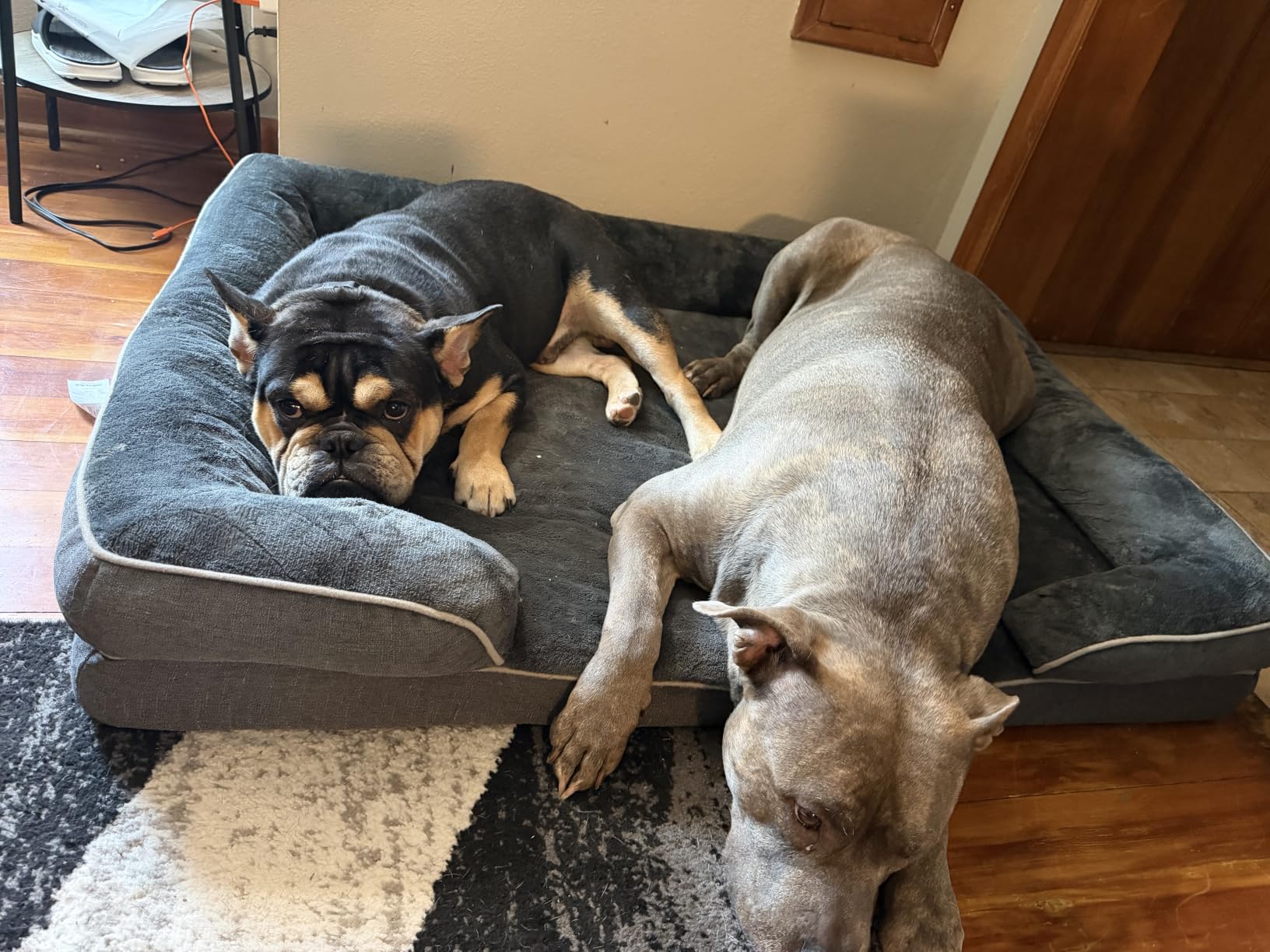 EHEYCIGA Orthopedic Small Dog Bed, Waterproof Memory Foam Washable Pet Beds customer photo 1
