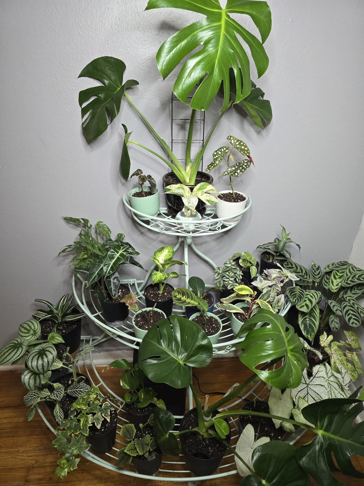 LBW Grow Light with Stand for Indoor Plants, 8