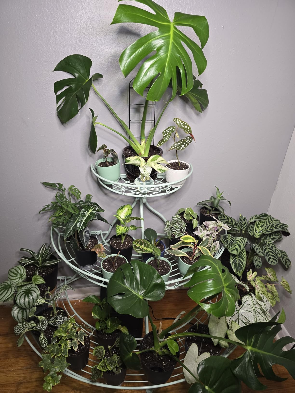 LBW Grow Light with Stand for Indoor Plants, 8