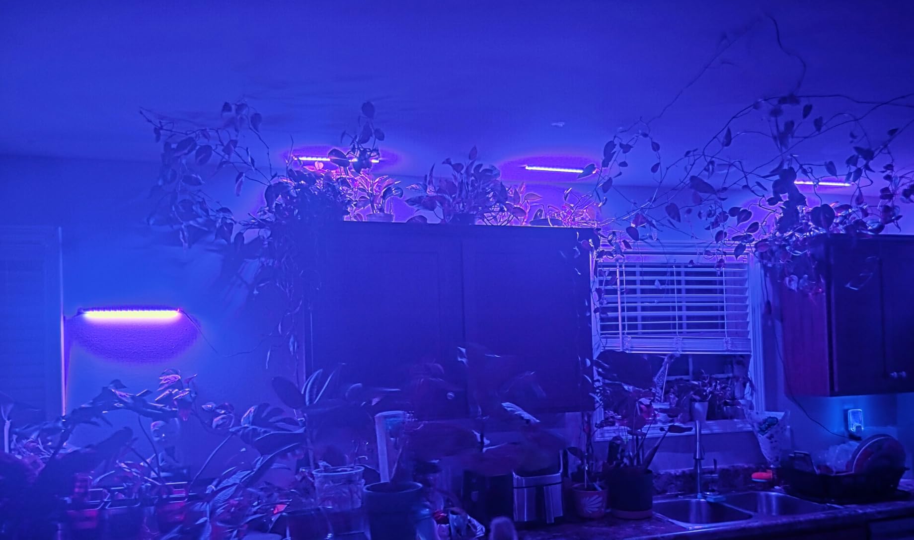 LED Grow Light Strips, Grow Lights for Indoor Plants Full Spectrum 3000K, Plant Light Bar with 3/9/12H Timer, 10 Dimmable Levels for Seedling Succulent,Best Match for Plant Shelf(3 Head×2 Pack) customer photo 1