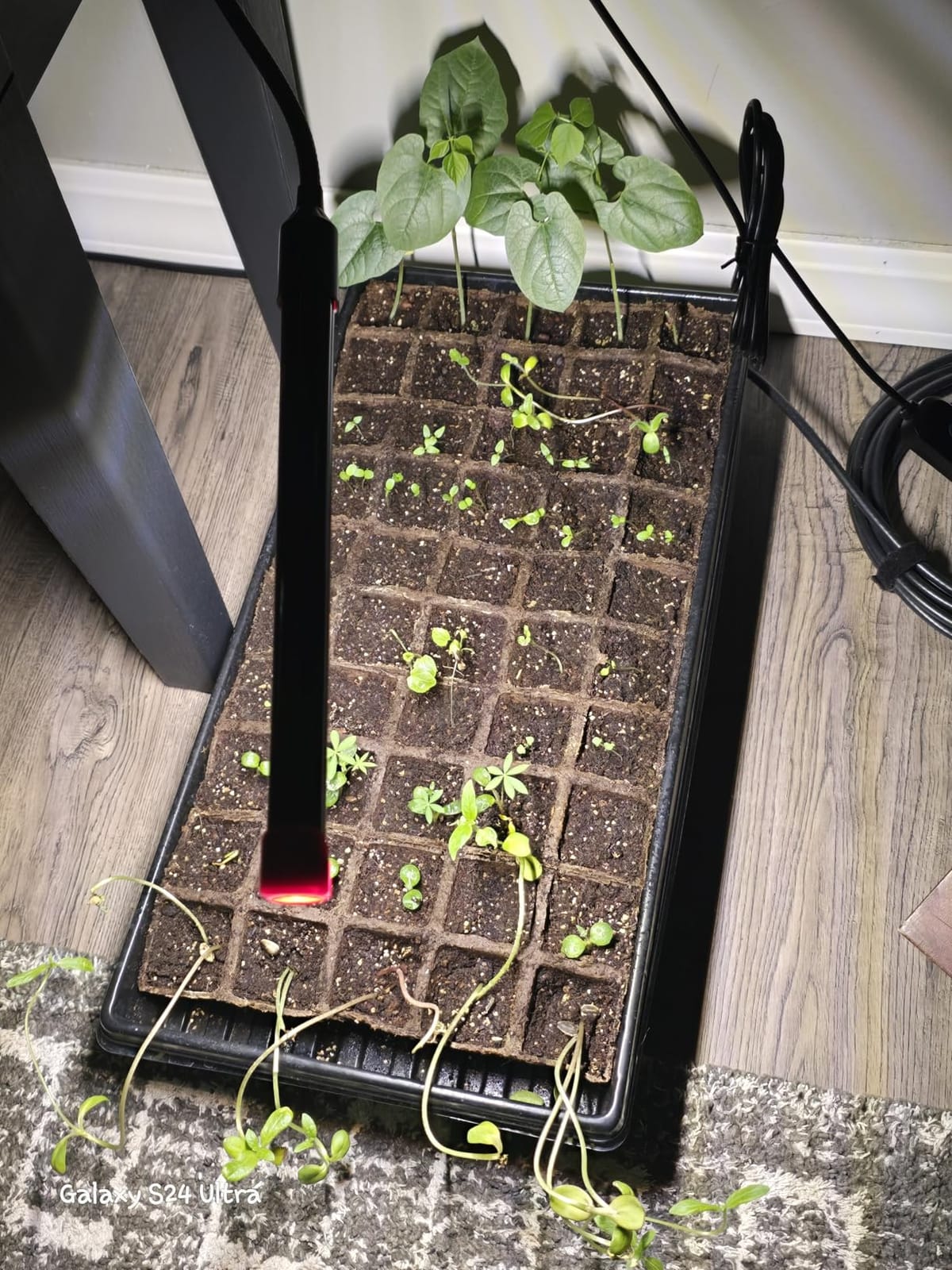 Game Changer! FECiDA 2026 3Pack Clip on Grow Lights for Single Pot Plant customer photo 2