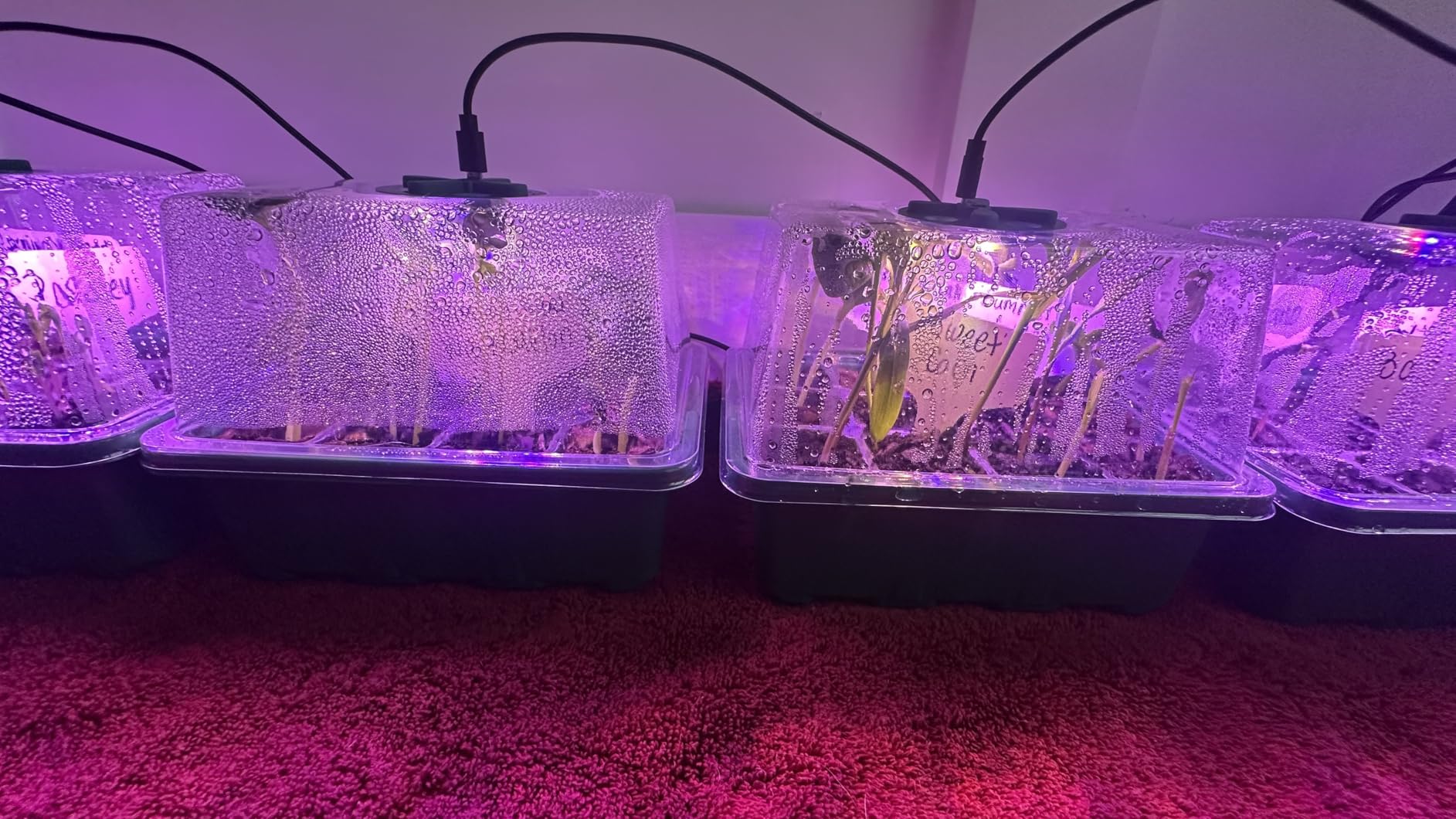 MIXC 6 Pack Seed Starter Kit with Grow Light, Vented Humidity Dome, Green customer photo 1