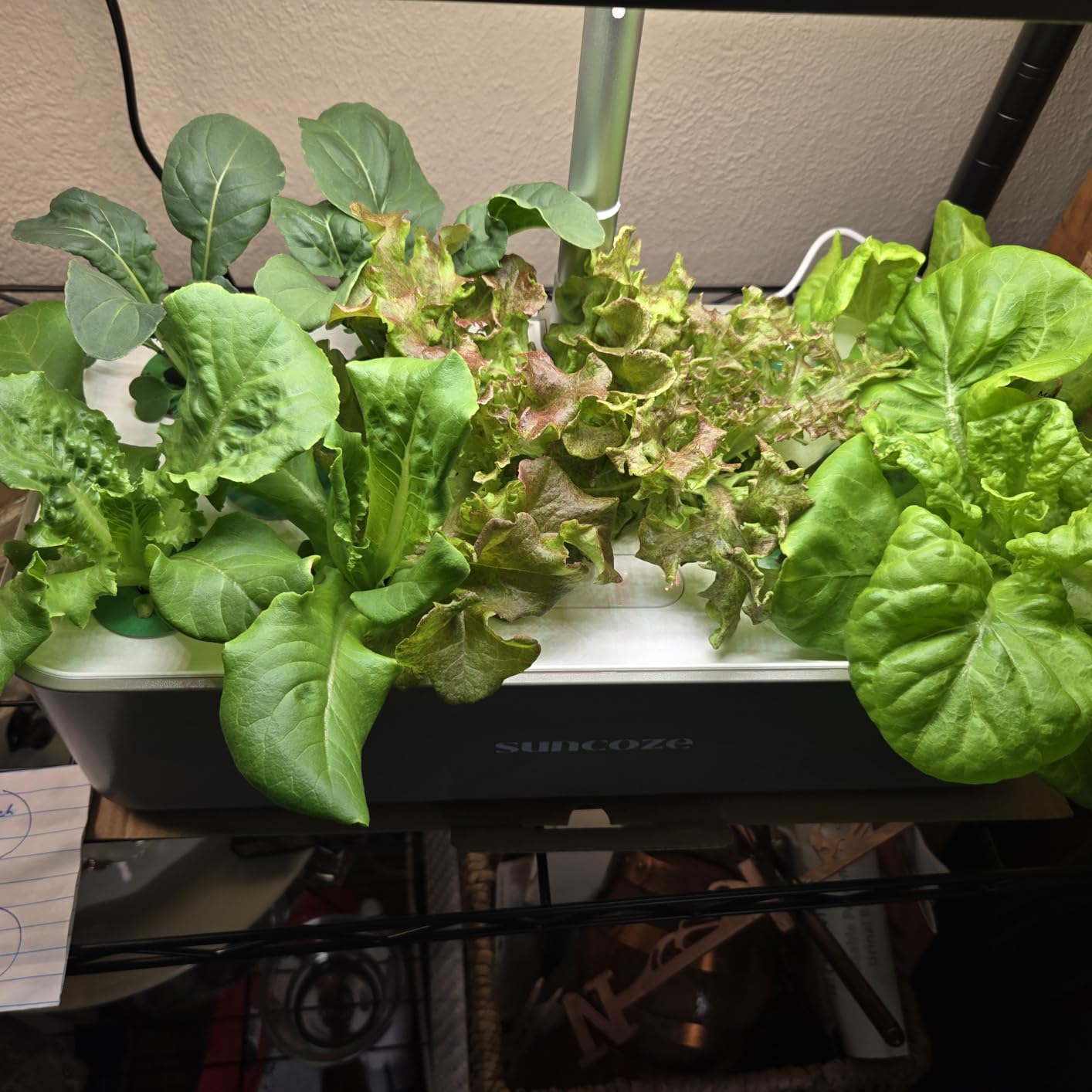 SUNCOZE Hydroponics Growing System, Compact 12 Pods Indoor Garden, Black customer photo 1