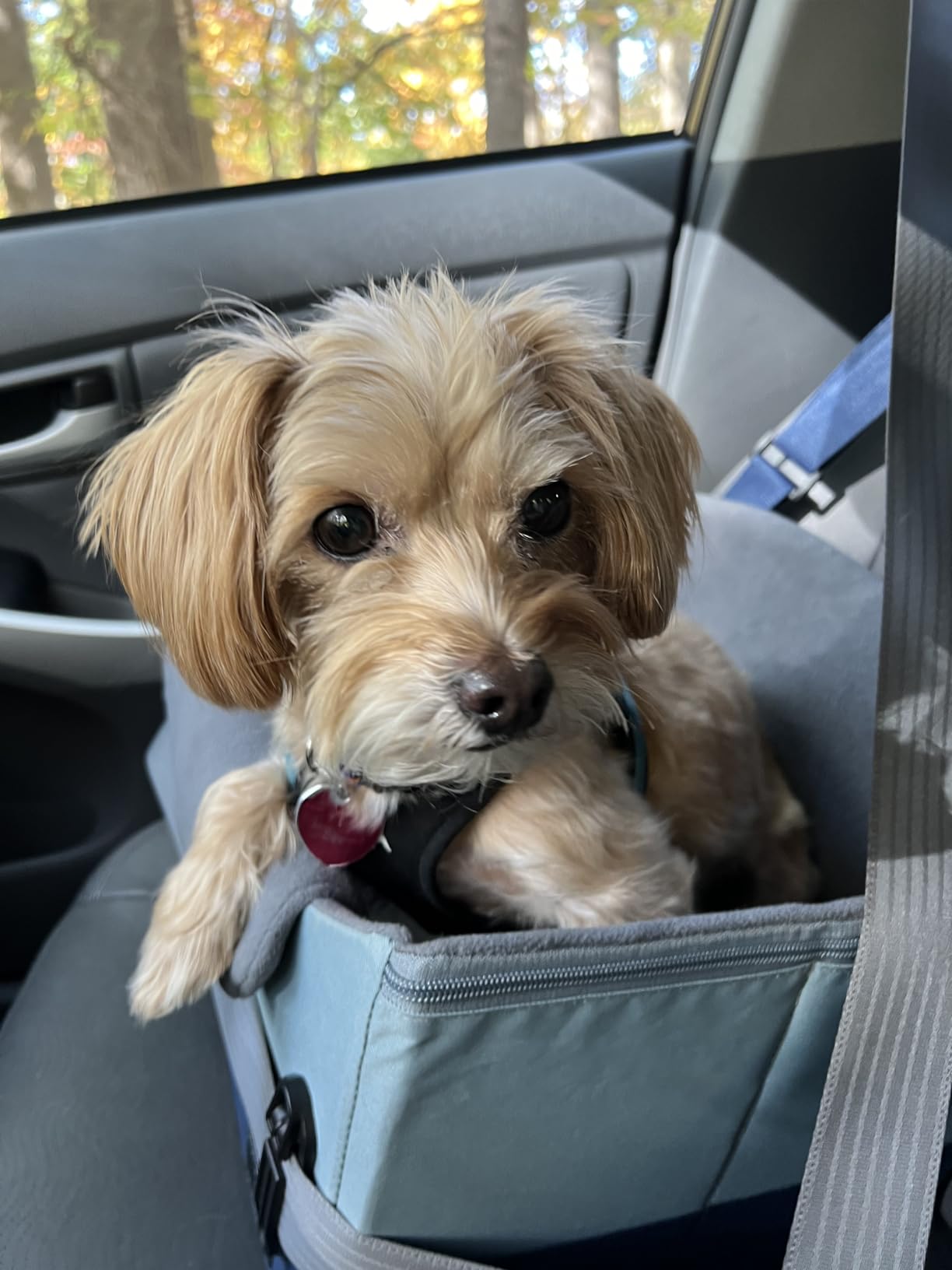 A 4 Pet Dog Car Seats for Small Dogs, Under 25 lbs, Patent Buckles customer photo 2