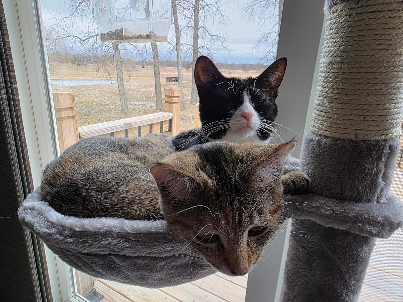 Hey-brother Cat Tree Tower, Adjustable Height, Floor to Ceiling, MPJ091W customer photo 2