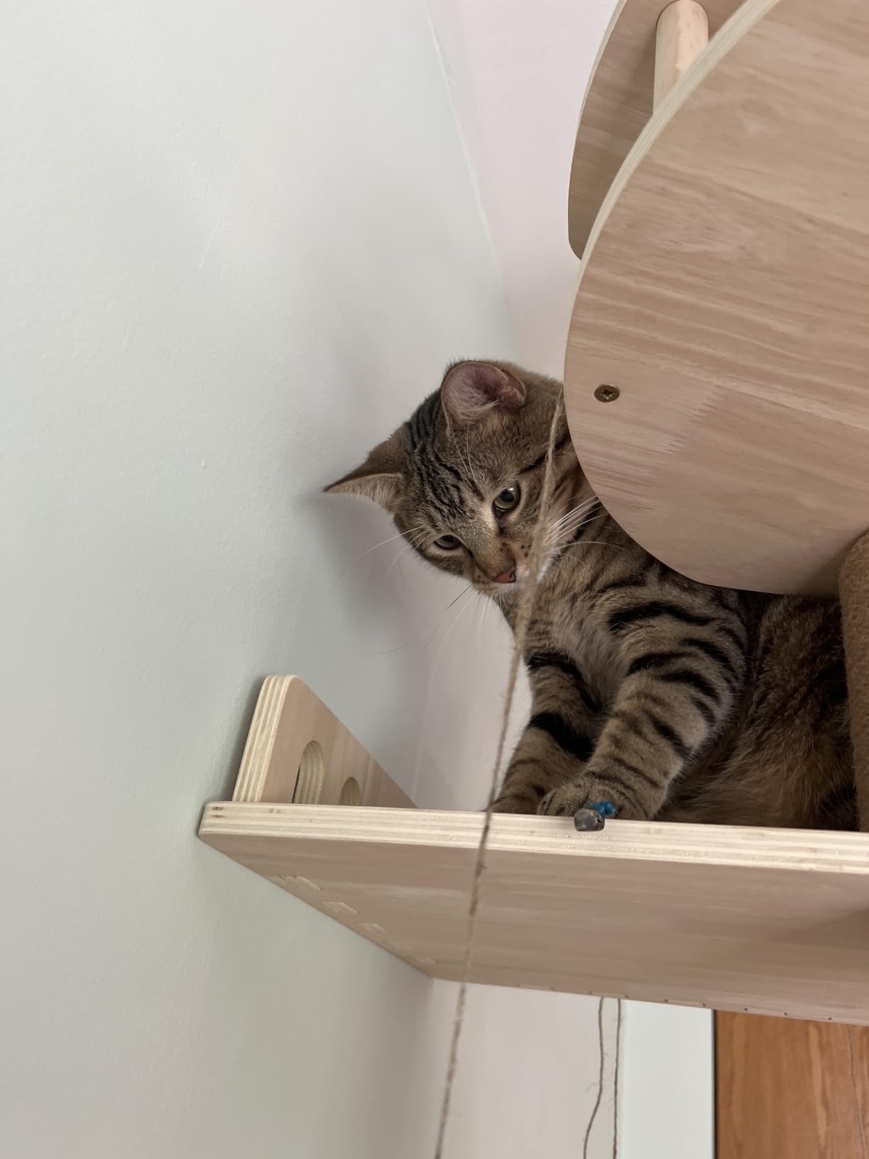 Aechonow 10.2ft Floor to Ceiling Cat Tree for Large Cats, Tall Cat Tower customer photo 1