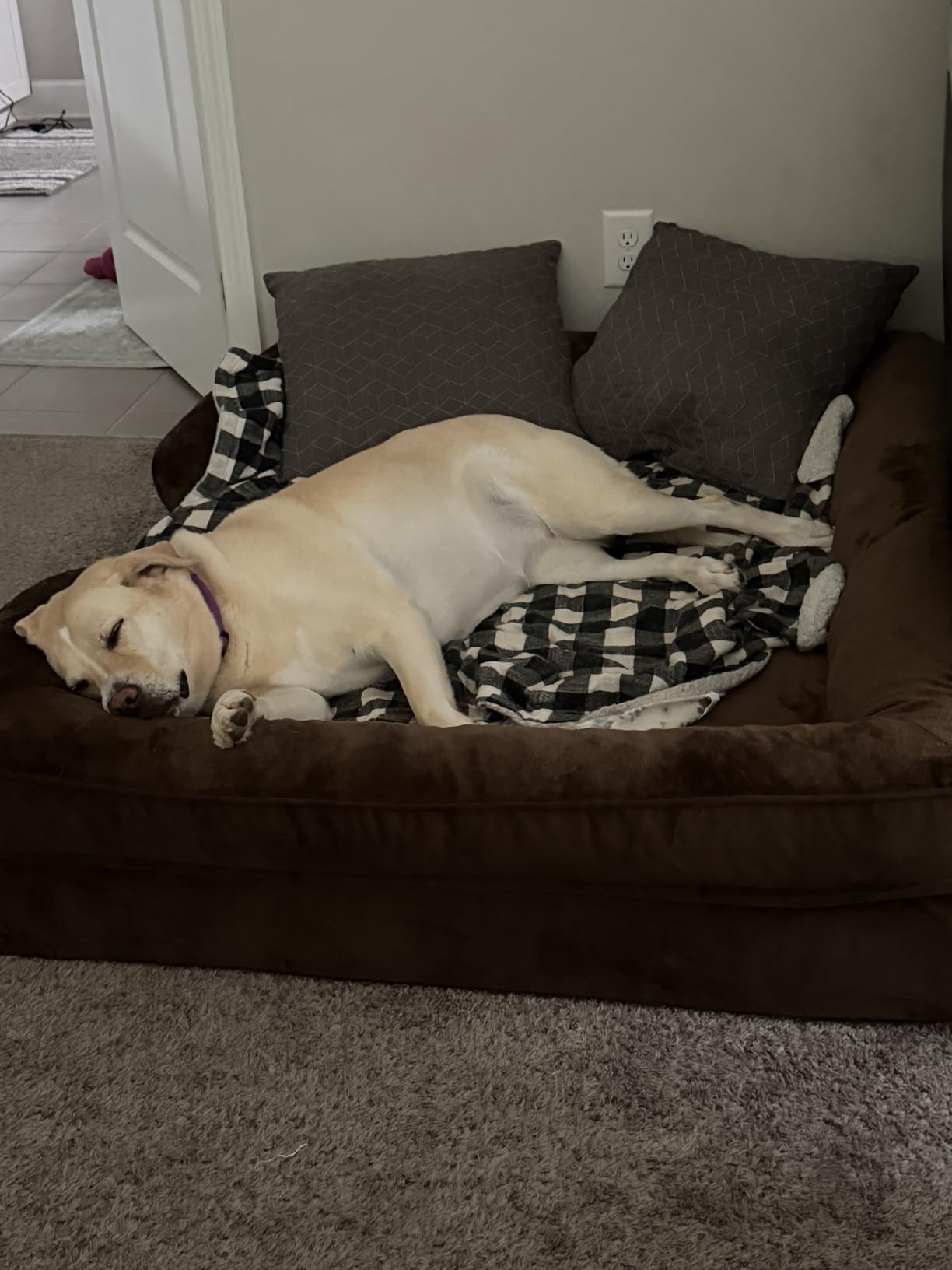 NOAH & PAW Dog Bed, Orthopedic Memory Cooling Foam (2X Base) 35x25x11in customer photo 2