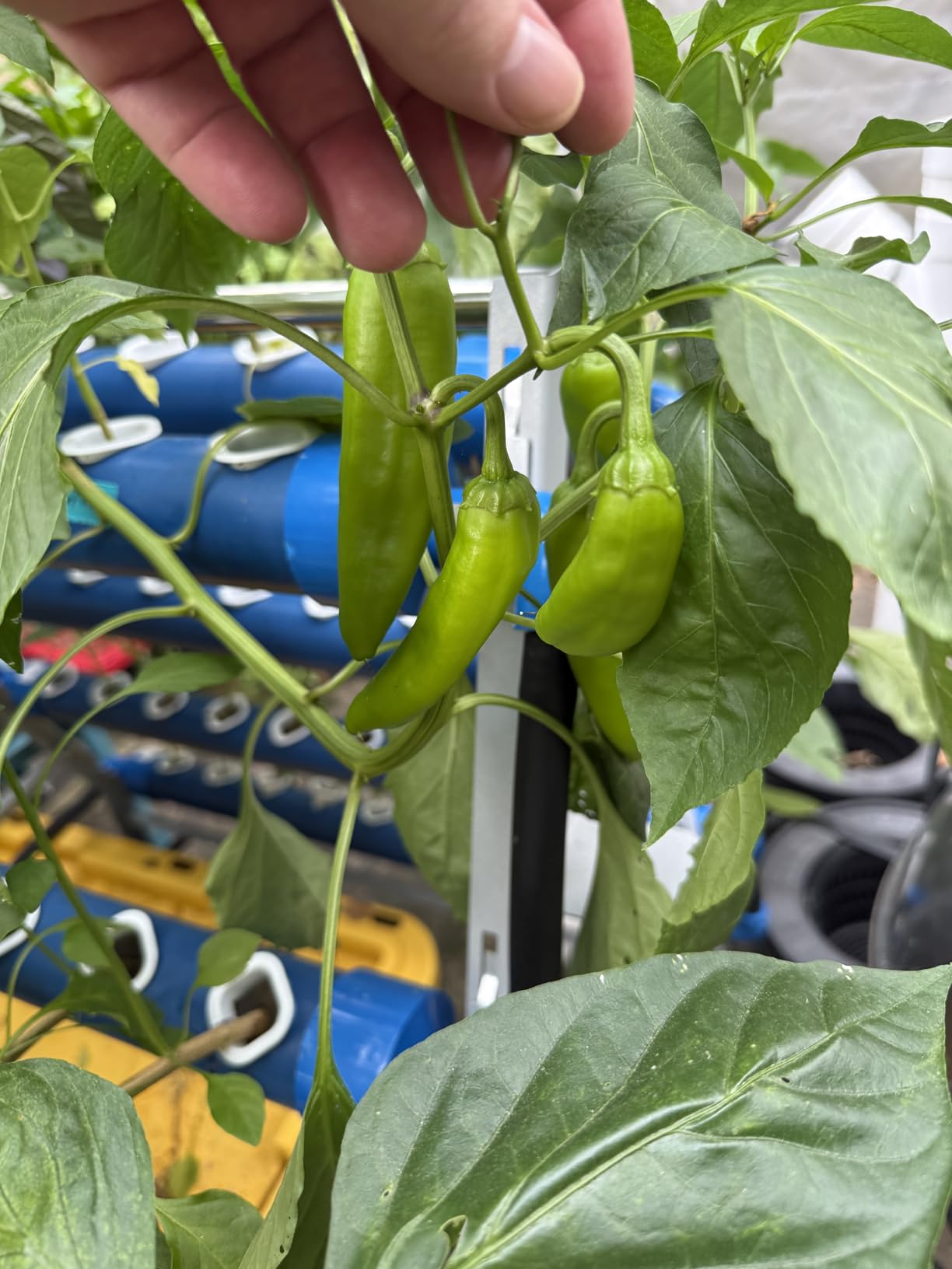 A-Type 72 Plant Sites Hydroponics Growing System Kit with Light Blocking customer photo 2