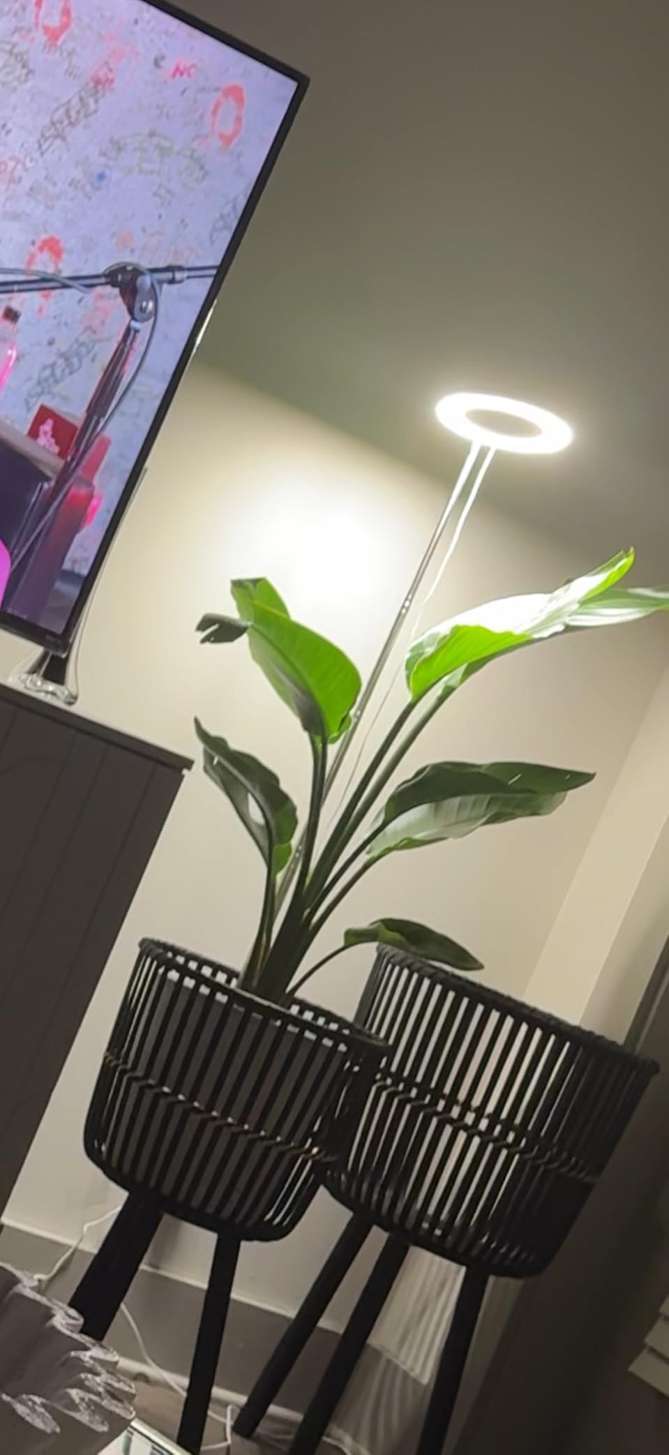 Kullsinss 6.3in Grow Lights for Indoor Plants, Full Spectrum Plant Light customer photo 1