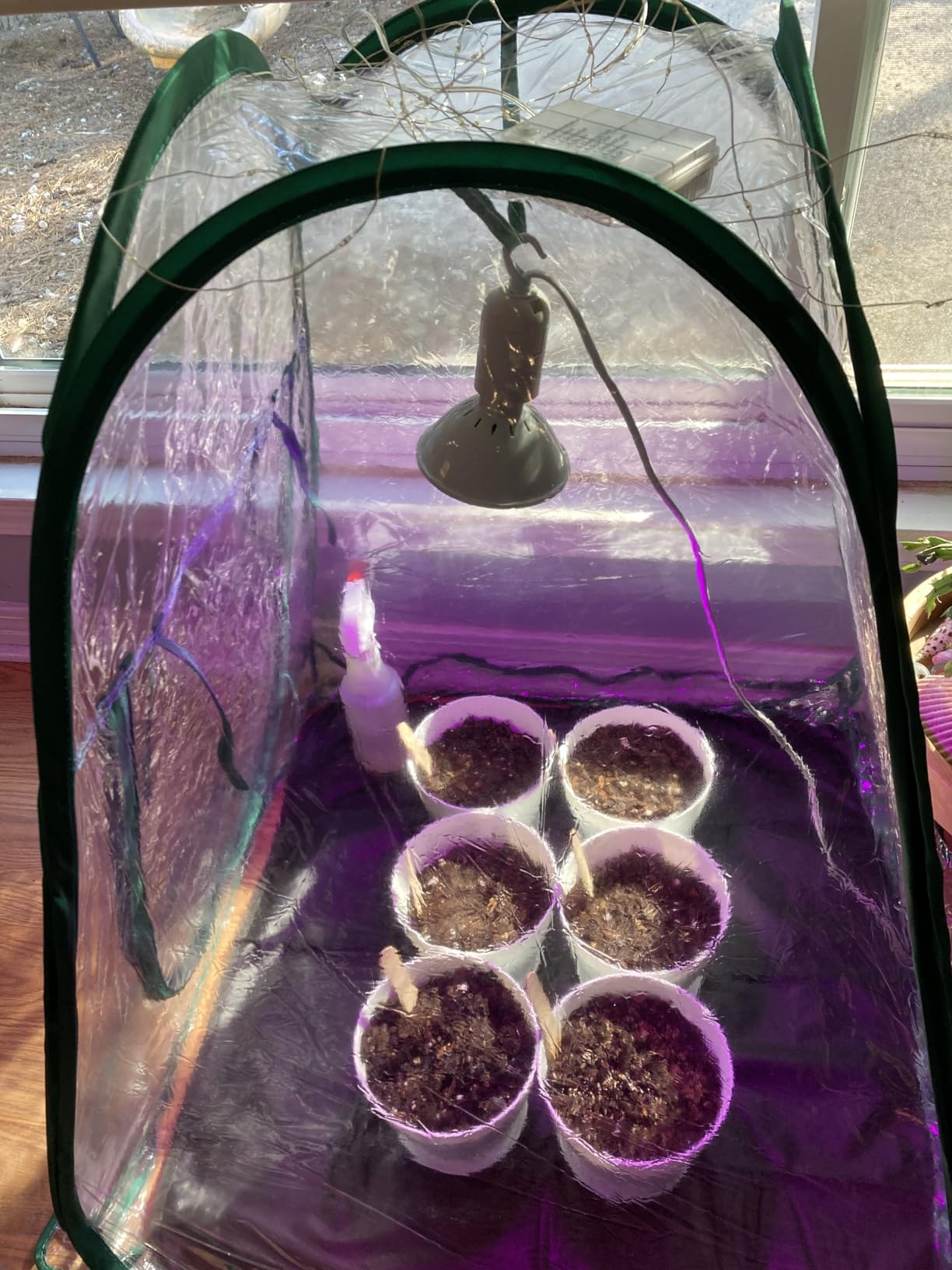 Meonum Mini Greenhouse Indoor with 10W Grow Light and PEVA Mat, 1 Pack customer photo 2