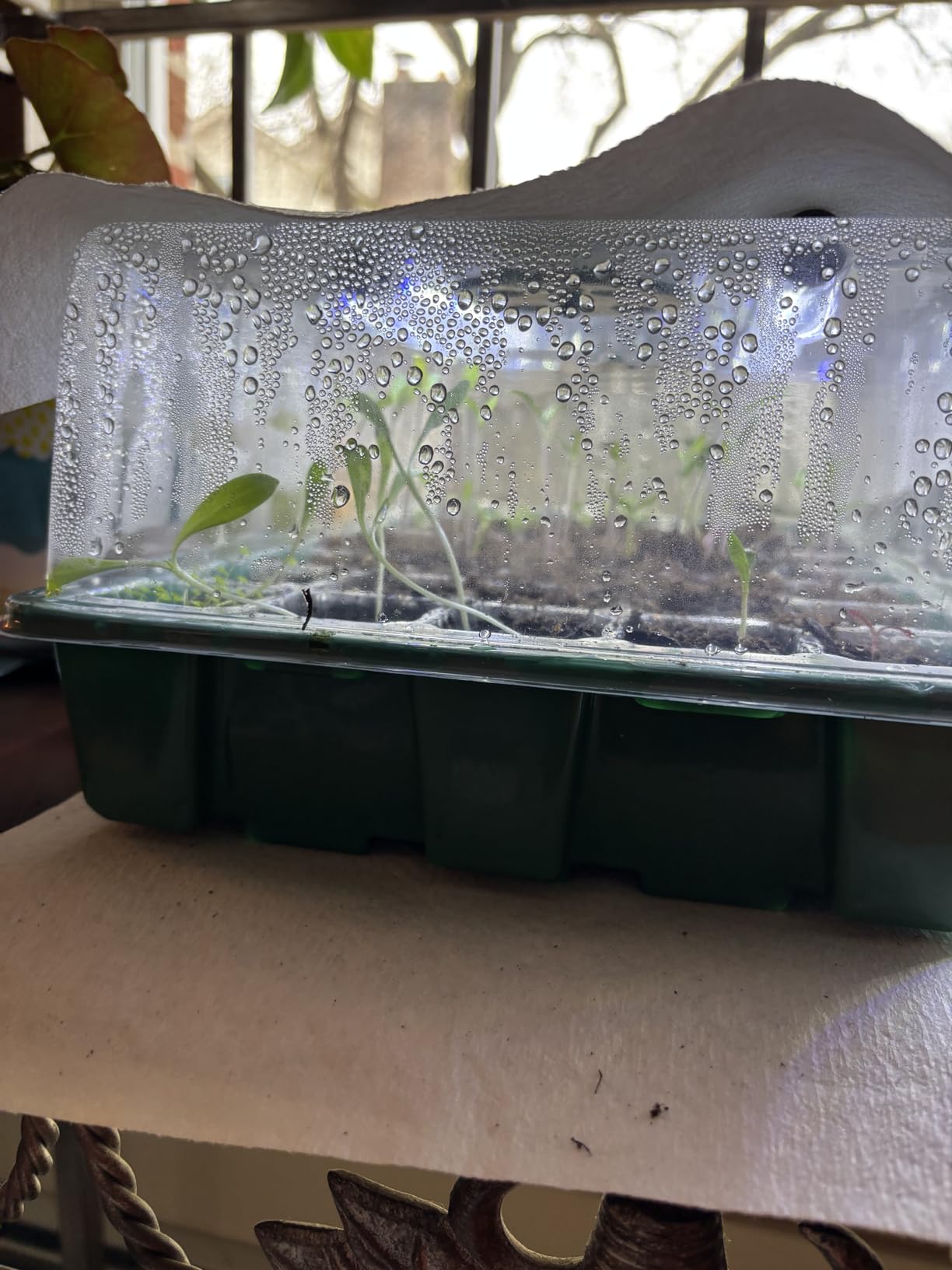 Sondiko Seed Starter Tray with Grow Light, Display Digital Controller customer photo 1