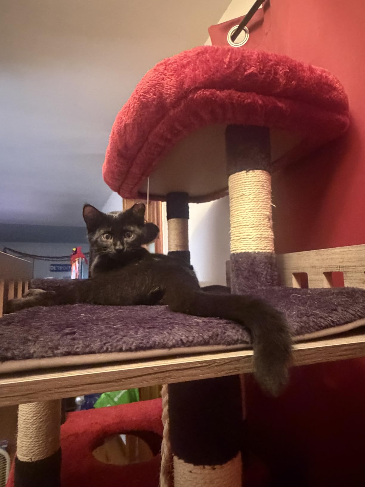 Gitelsnour Maine Coon Cat Tree, Heavy Duty Cat Tower for 20 lbs+, GCT033G customer photo 1