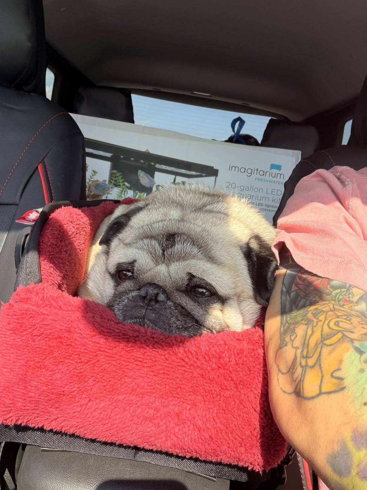 BurgeonNest Center Console Dog Car Seat for Small Pets to 11lbs, Grey customer photo 2