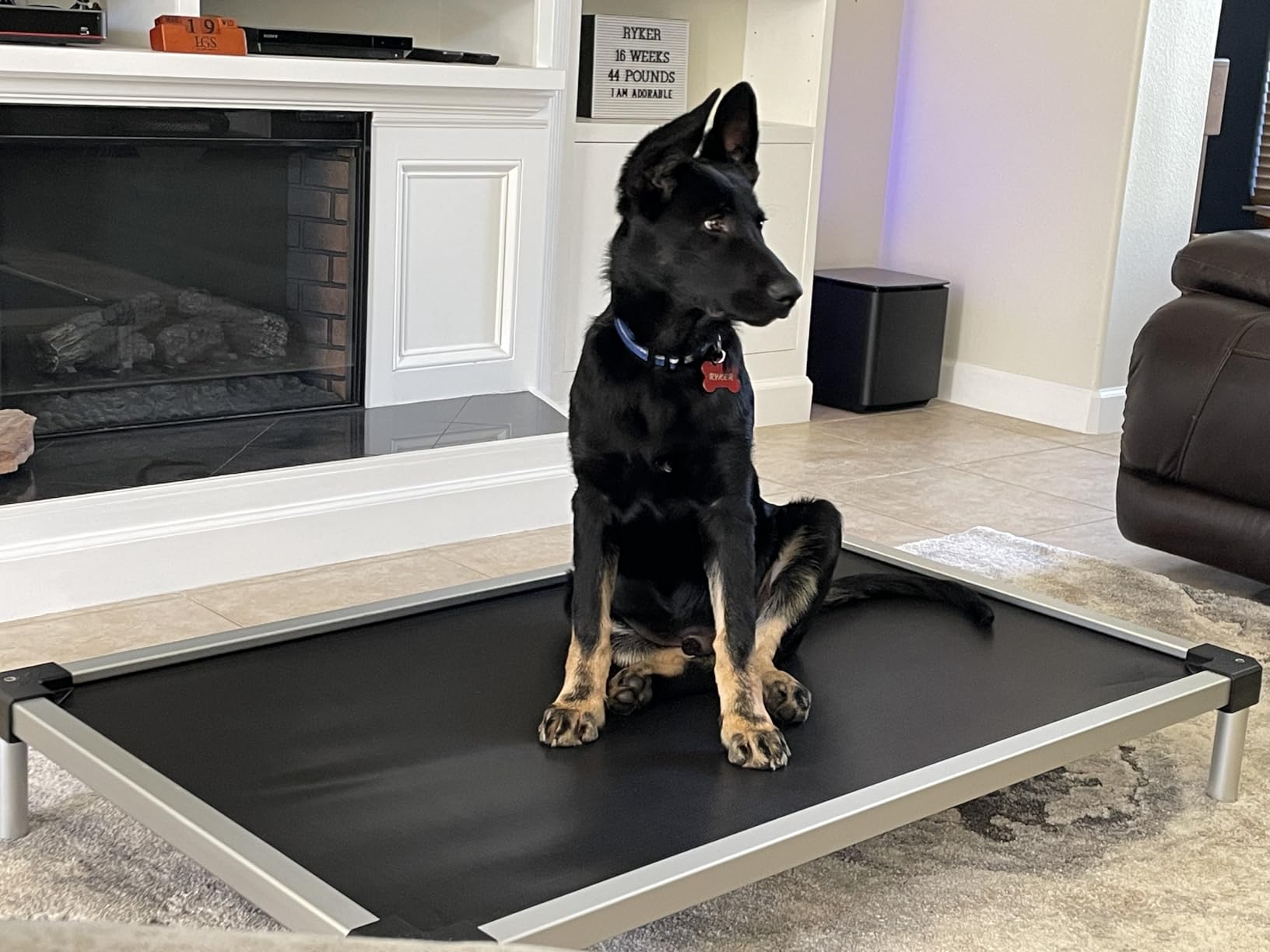 FXW TitanNest Cooling Chew-Proof Elevated Dog Bed for Medium Dogs customer photo 1